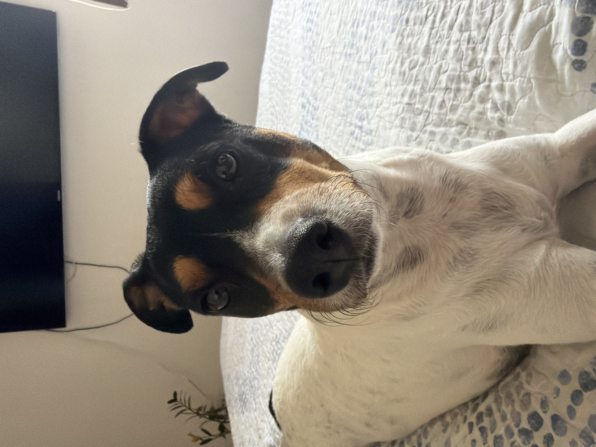 A medium shot, eye-level photograph shows a dog, primarily white with black and tan markings, lying on a bed covered with a white quilted comforter with a blue geometric pattern. The dog is facing the camera, with its head slightly tilted to the right. Its fur is short, and its eyes are dark brown. The dog has a black nose and whiskers. The background consists of a wall, which is a neutral light color, and a dark rectangular object, possibly a television, mounted high on the wall. To the left of the dog, there is a small green plant in a pot. The lighting appears to be natural, coming from the right side of the frame. The overall scene suggests an indoor domestic setting, likely a bedroom. The image's location is not explicitly provided within the visual elements.