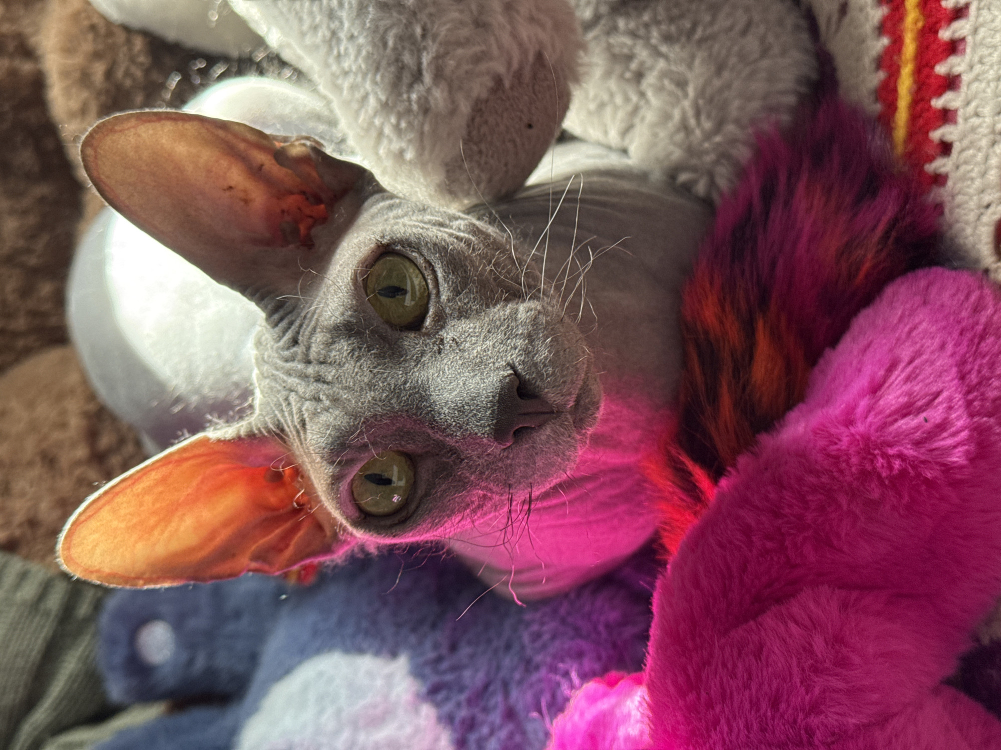 A close-up, high-angle shot depicts a hairless cat, likely a Sphynx, nestled among several stuffed animals and a crocheted blanket. The cat has grey skin, large, pointed ears that are pink inside, and piercing yellow-green eyes. Its expression is curious as it stares directly at the camera. The stuffed animals appear to be plush and of various colors, including grey, blue, and white. A vibrant pink furry toy is prominently featured on the right side of the frame, alongside a multi-colored (pink, red, orange) furry object and a crocheted blanket with stripes of red, yellow, and white. The lighting seems artificial, with a possible pink or red light source illuminating the cat's face and the surrounding objects. The specific location in Votkinsk, Russia is indeterminable without additional context, as there are no identifiable landmarks or environmental features visible.