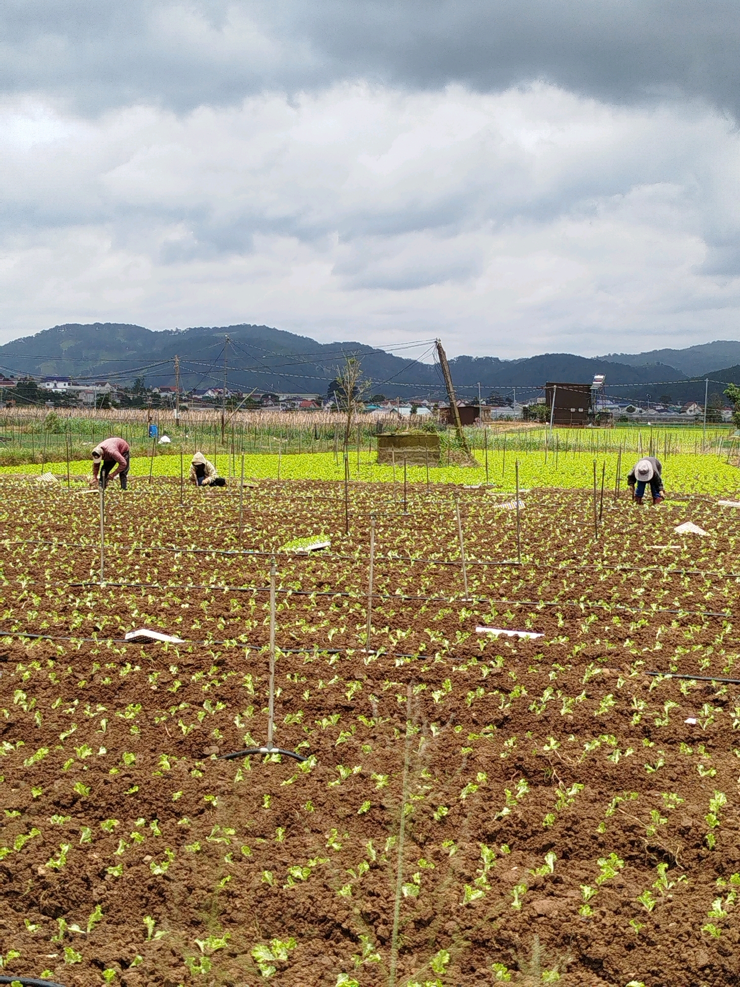 The image captures a field of young plants, likely in a rural setting near K'Long, Vietnam. The foreground is dominated by rows of small, green seedlings planted in rich, dark brown soil. Thin black irrigation pipes are visible running horizontally across the field, suggesting a watering system is in place. Several thin wooden stakes, presumably used to support plants or guide growth, are scattered throughout the field.
In the mid-ground, several individuals are engaged in agricultural work. One person, wearing a red shirt and dark pants, is bent over, possibly tending to the plants. Another individual, in a hooded light-colored jacket, is also kneeling or crouching. Further to the right, a third person in a hat and dark clothing is seen working among the plants. In the background, a larger area of vibrant green crops is visible, hinting at a variety of agricultural activities. Beyond the fields, a residential area with houses and buildings can be seen nestled against rolling hills covered in vegetation. The sky above is overcast with dramatic, gray clouds. The overall scene depicts a rural farming environment with active human labor.