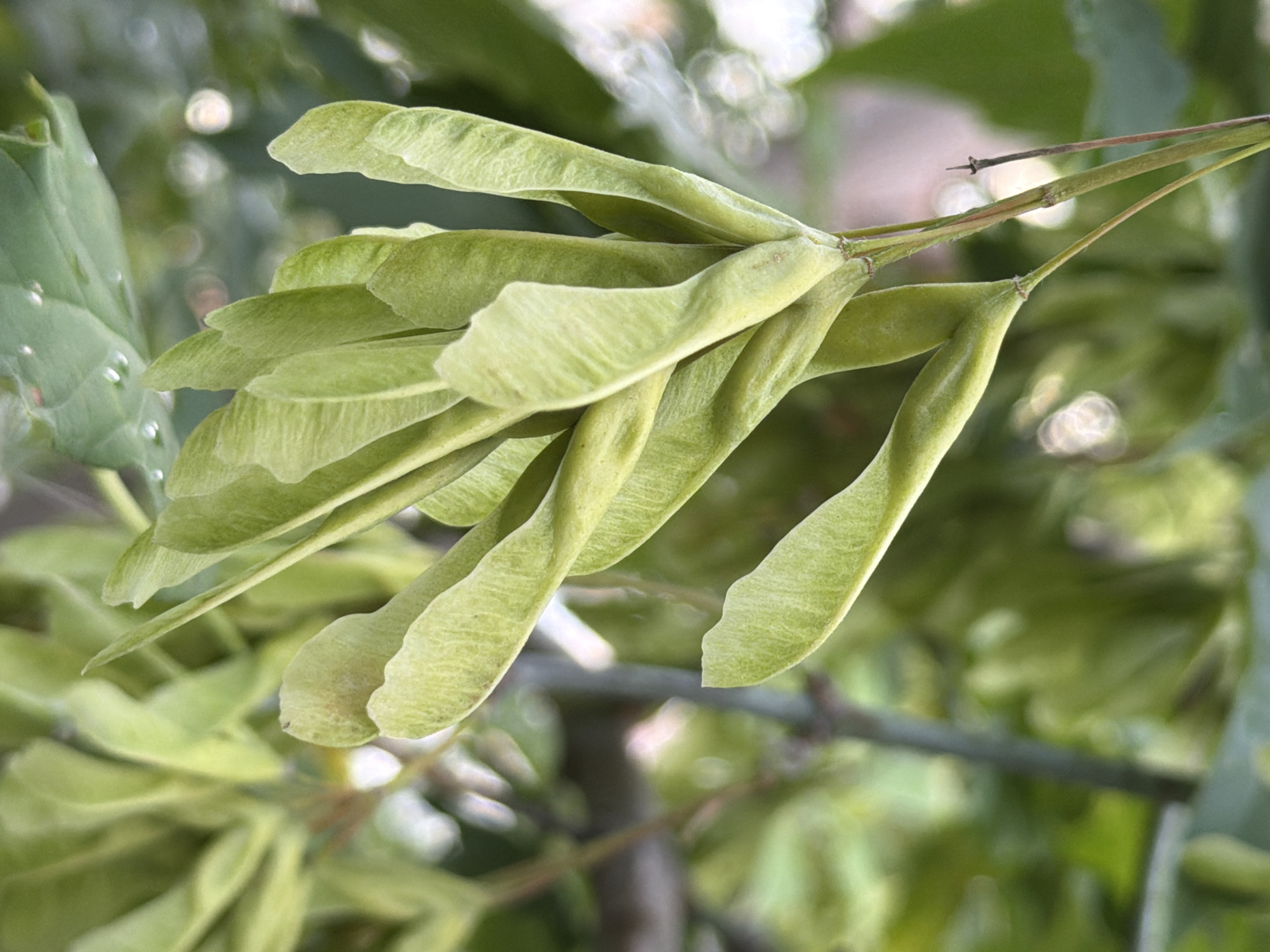 The image shows a close-up view of several immature maple samaras (winged seeds) hanging from a branch. The samaras are a light green color and have a characteristic wing-like shape. They are clustered together, with some overlapping. The background is blurred and consists of green foliage and possibly a tree trunk. The lighting suggests it is daytime, possibly in a shaded area. The image does not contain any information about the city of Tyumen, Russia, nor does it depict any people, actions, or interactions.