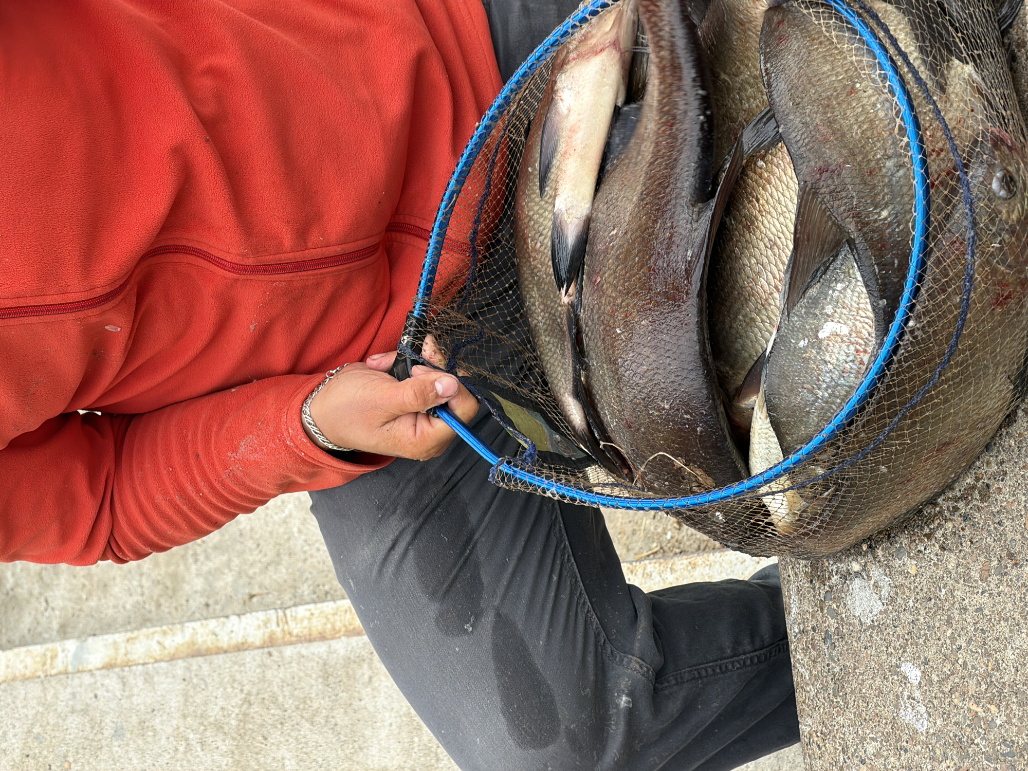 An overhead, slightly angled shot captures a person holding a net filled with freshly caught fish. The person, mostly visible from the chest down, is wearing a bright orange, long-sleeved fleece top with a visible zipper across the torso, and dark grey or black pants. Their left hand, adorned with a silver chain bracelet, firmly grasps the blue-rimmed fishing net.
Inside the net, a bounty of fish, likely several large freshwater species such as bream or similar, are packed together. Their scales range in color from silvery-grey to darker brown, with some exhibiting reddish tints, possibly from blood or handling. The net itself is black mesh with a distinct blue plastic or metal rim.
The setting appears to be outdoors, with rough concrete surfaces dominating the background and foreground, suggesting a location near water, such as a pier, dam, or riverbank. The concrete shows signs of wear and some lighter stains. Damp patches are visible on the person's dark pants, indicating recent contact with water, likely from handling the fish or the fishing environment. A few fish scales are also visible on the orange fleece. The overall scene suggests a successful fishing outing in a location like Chaikovsky, Russia. There is no visible text in the image.