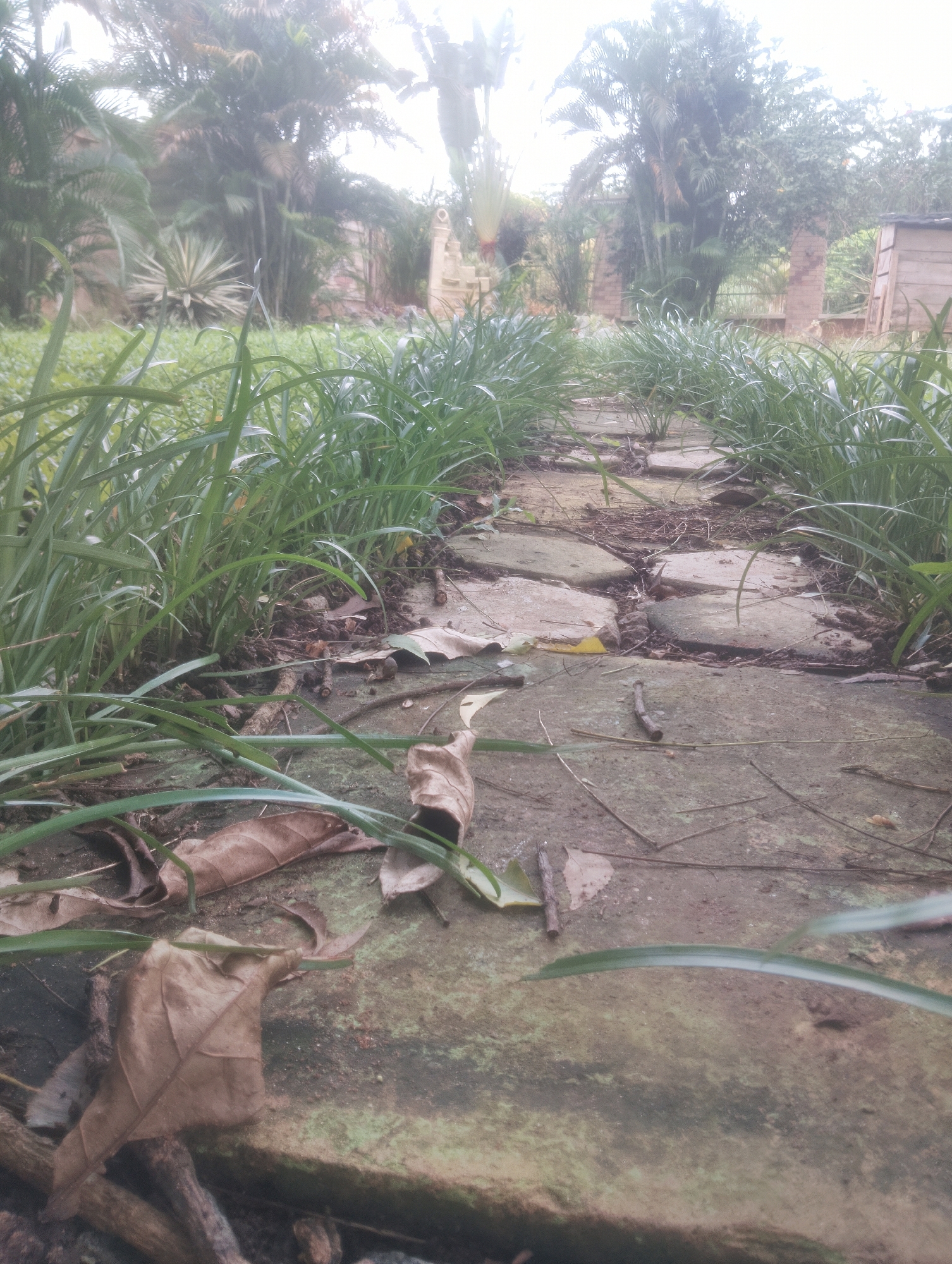 The image depicts a stone pathway in a lush, green garden, likely located in Aketu-Oja, Nigeria. The path is made of irregularly shaped, flat stones that are partially covered with moss and dirt. Tall, thin blades of grass grow along the sides of the path, encroaching on the stones. In the background, various tropical plants and trees are visible, including palm trees and a large, fan-shaped plant. A wooden structure, possibly a shed, can be seen on the right side of the image. The overall atmosphere suggests a slightly overgrown and natural setting. There are no people present in the image.