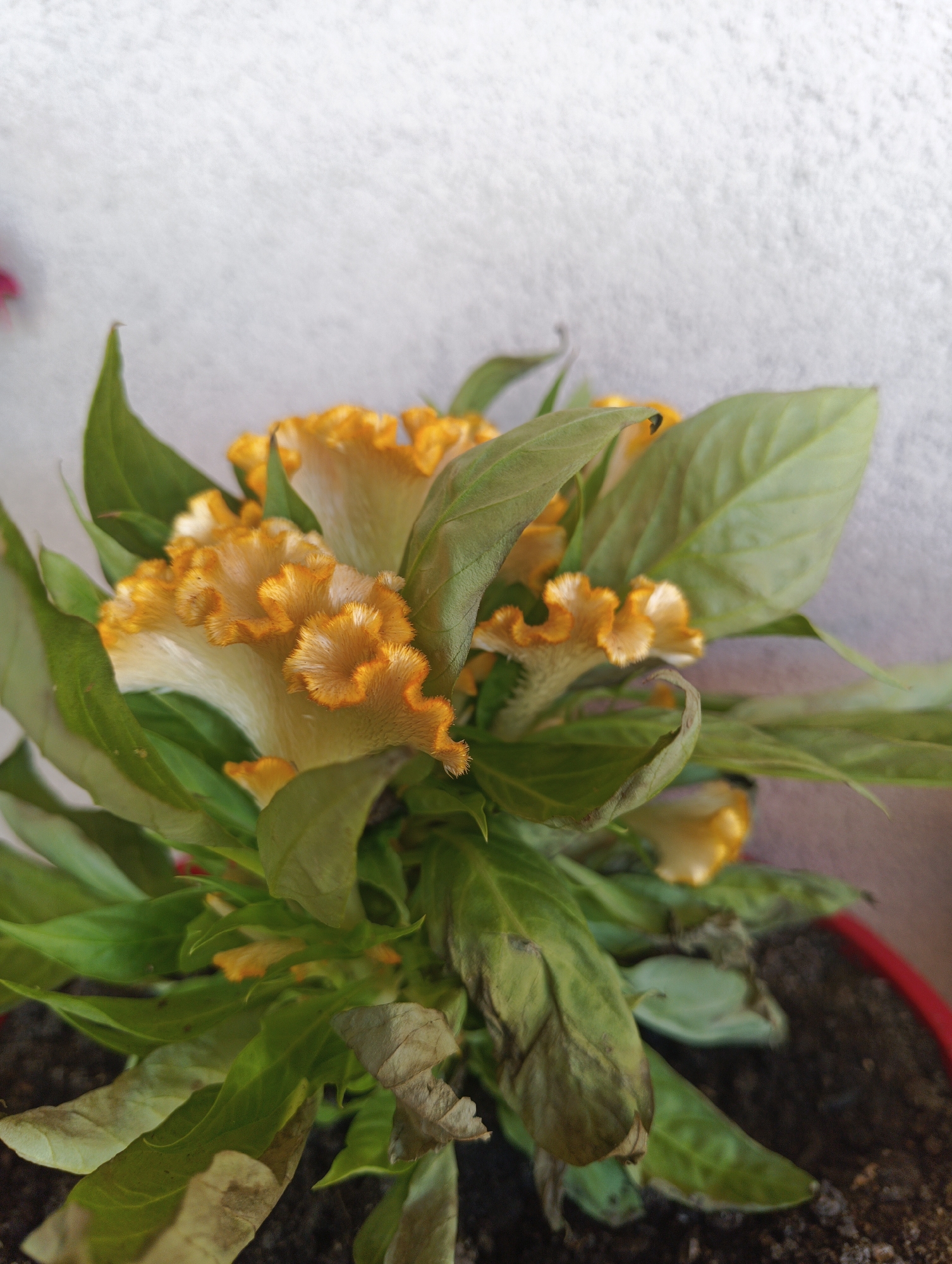 The image displays a close-up view of a potted plant with bright yellow and white celosia flowers, commonly known as cockscomb. The flowers have a ruffled, crested appearance. Green leaves surround the blooms, some of which appear to be wilting or browning, suggesting a possible issue with the plant's health or watering. The plant is in dark soil within a red pot, partially visible at the bottom. The background is a textured, light-colored wall, which appears to be indoors or in a protected outdoor area. The scene lacks any human presence or identifiable urban elements specific to Karnobat, Bulgaria.