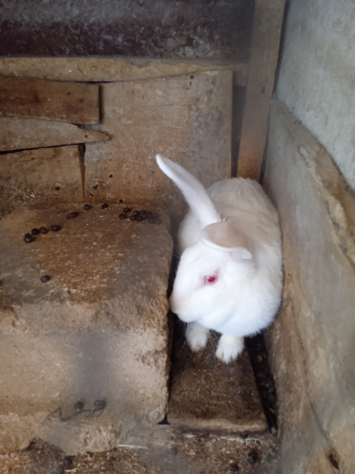 A white rabbit with red eyes is sitting in a small, confined space constructed of rough, light-colored stone or concrete blocks and wooden planks. The blocks are visibly aged and stained. Rabbit droppings are scattered on the top surface of one of the stone blocks. The setting appears to be an enclosure, possibly in Jos, Nigeria, but there is no explicit visual confirmation in the image.
