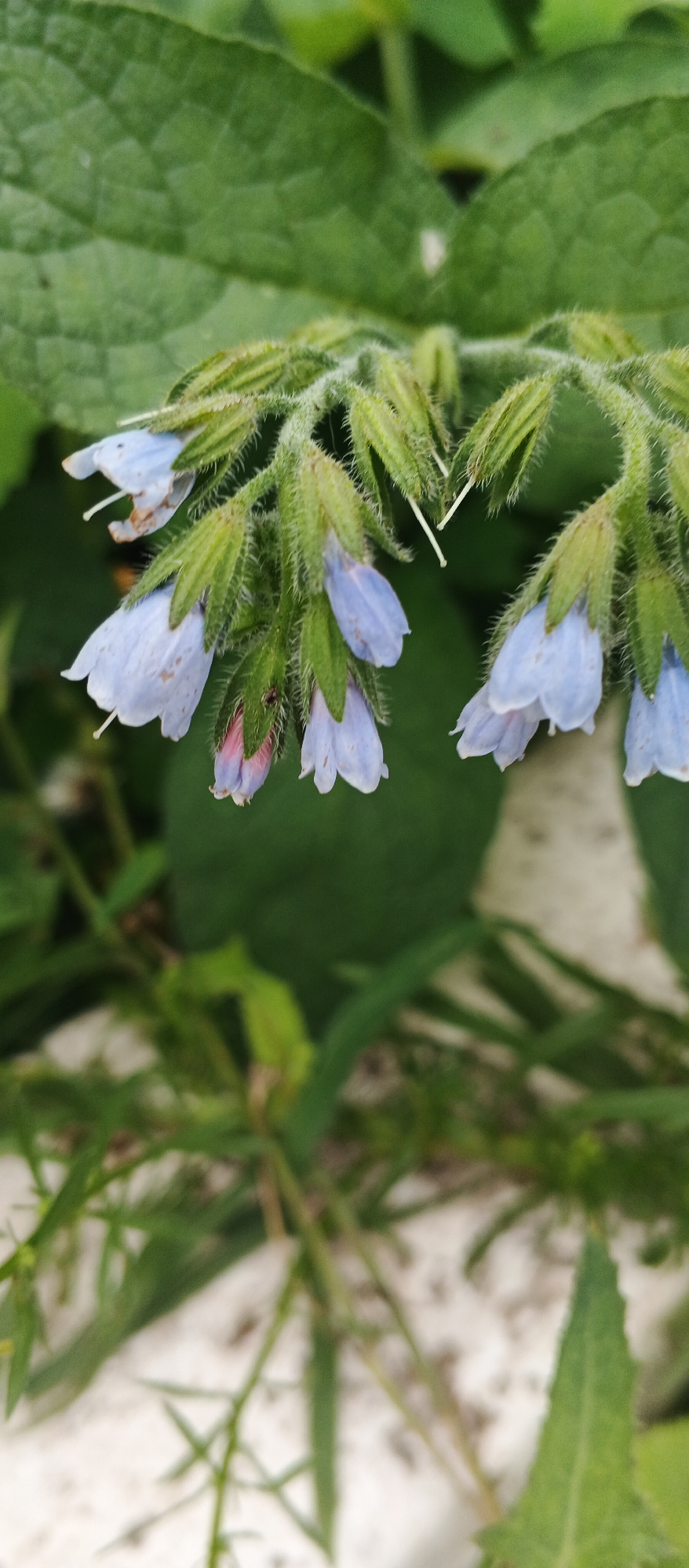 This is a close-up, vertical, eye-level shot of a flowering plant with small, bell-shaped, light blue flowers hanging in clusters. The flowers are delicate and have protruding white stamens. The stems and calyxes of the flowers are covered in fine, fuzzy hairs. Large, green leaves with a textured surface are visible in the background, some out of focus. The lower portion of the image shows more greenery, appearing as grass or other low-lying plants, with a blurred white or light-colored surface beneath them. There are no people or discernible urban elements visible in the frame, making it impossible to determine the specific location within Izhevsk, Russia. The lighting suggests it is daytime, likely overcast or in shade given the soft illumination.