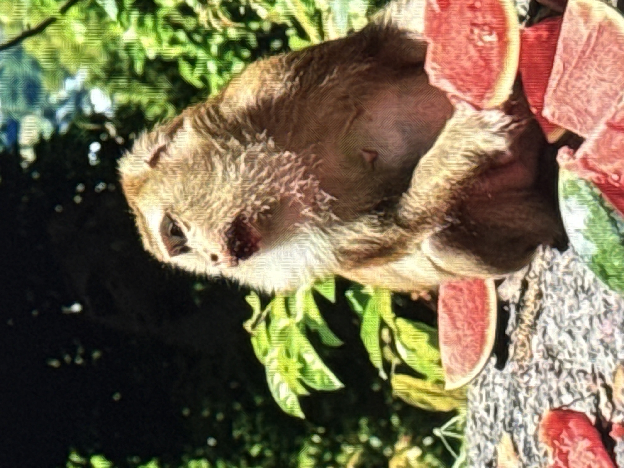 The image shows a monkey sitting on a textured surface, surrounded by pieces of watermelon. The monkey is light brown with darker fur around its face and body. It is looking to its left, with its mouth open, showing red inside. Several slices of watermelon are visible in front of and around the monkey, with their red flesh and green rinds. The background consists of lush green foliage and some dark shadows, suggesting an outdoor setting. The image quality is somewhat grainy and has a slightly pixelated appearance. There is no indication of the city of Norilsk, Russia, or any urban environment.