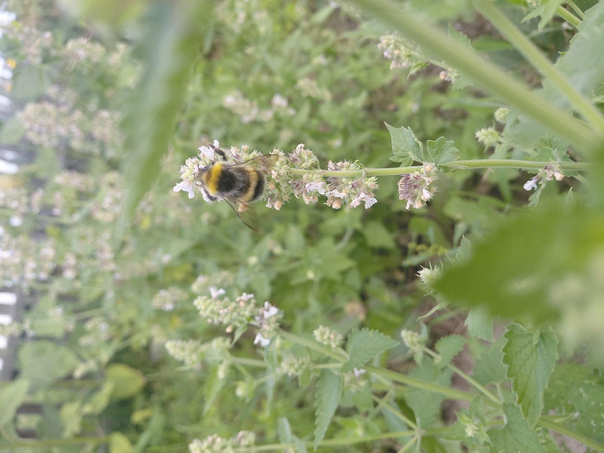 A bumblebee with yellow and black stripes is perched on a cluster of small, white flowers on a green stem. The background is a blur of green foliage and a wooden fence. The image appears to be taken outdoors in a natural setting, possibly a garden or field. The location is identified as Malinovka, Russia.