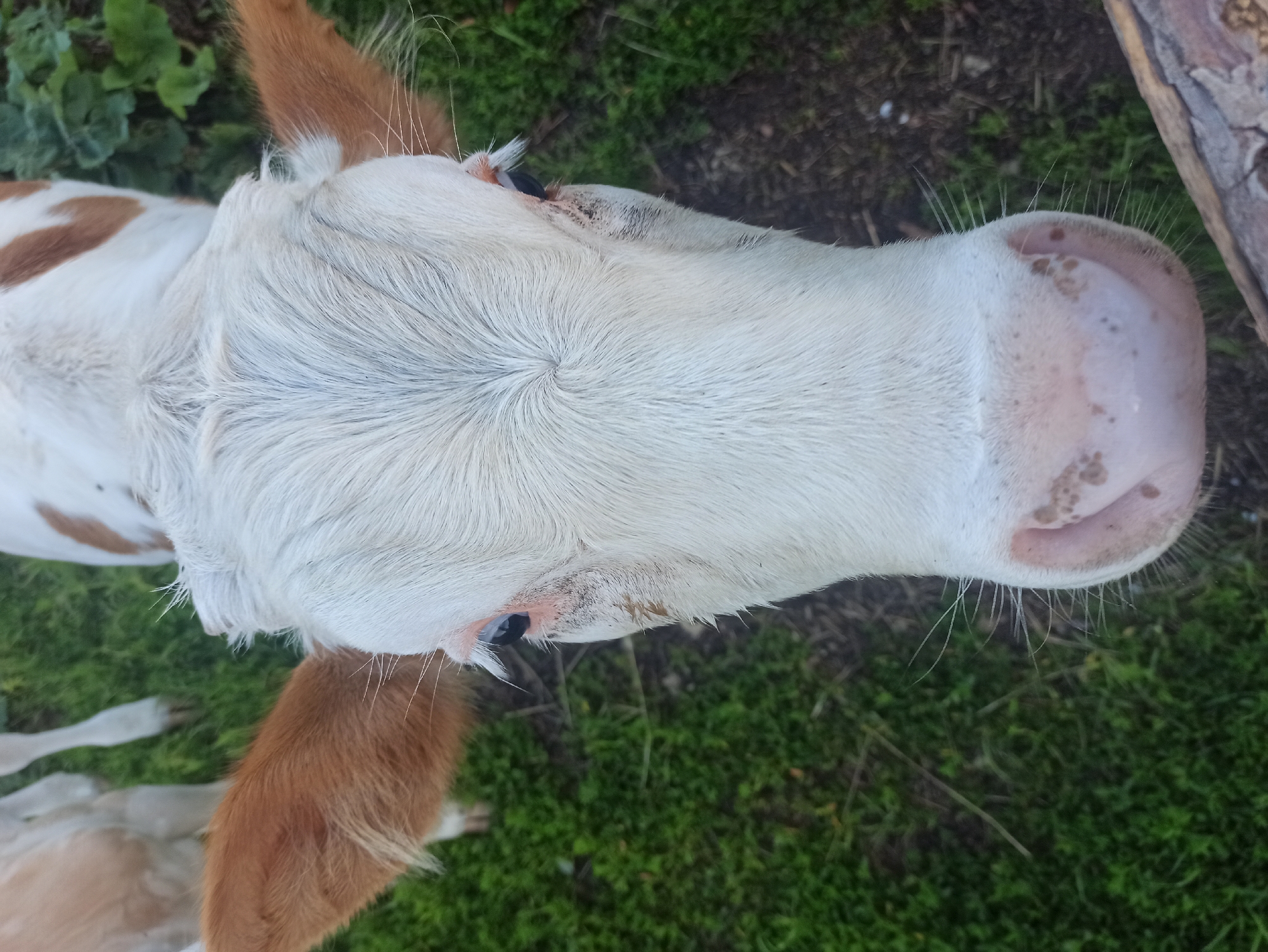 A close-up, overhead shot shows the face of a young cow with white and light brown markings. The cow's eyes are visible, and its pink nose with brown spots is prominent. Long white whiskers extend from the snout. The background consists of green grass and some indistinct brown earth. In the upper left corner of the image, parts of other cows can be seen. The image does not contain any identifiable landmarks or elements that would indicate its location in the city of Nigamatovo, Russia.