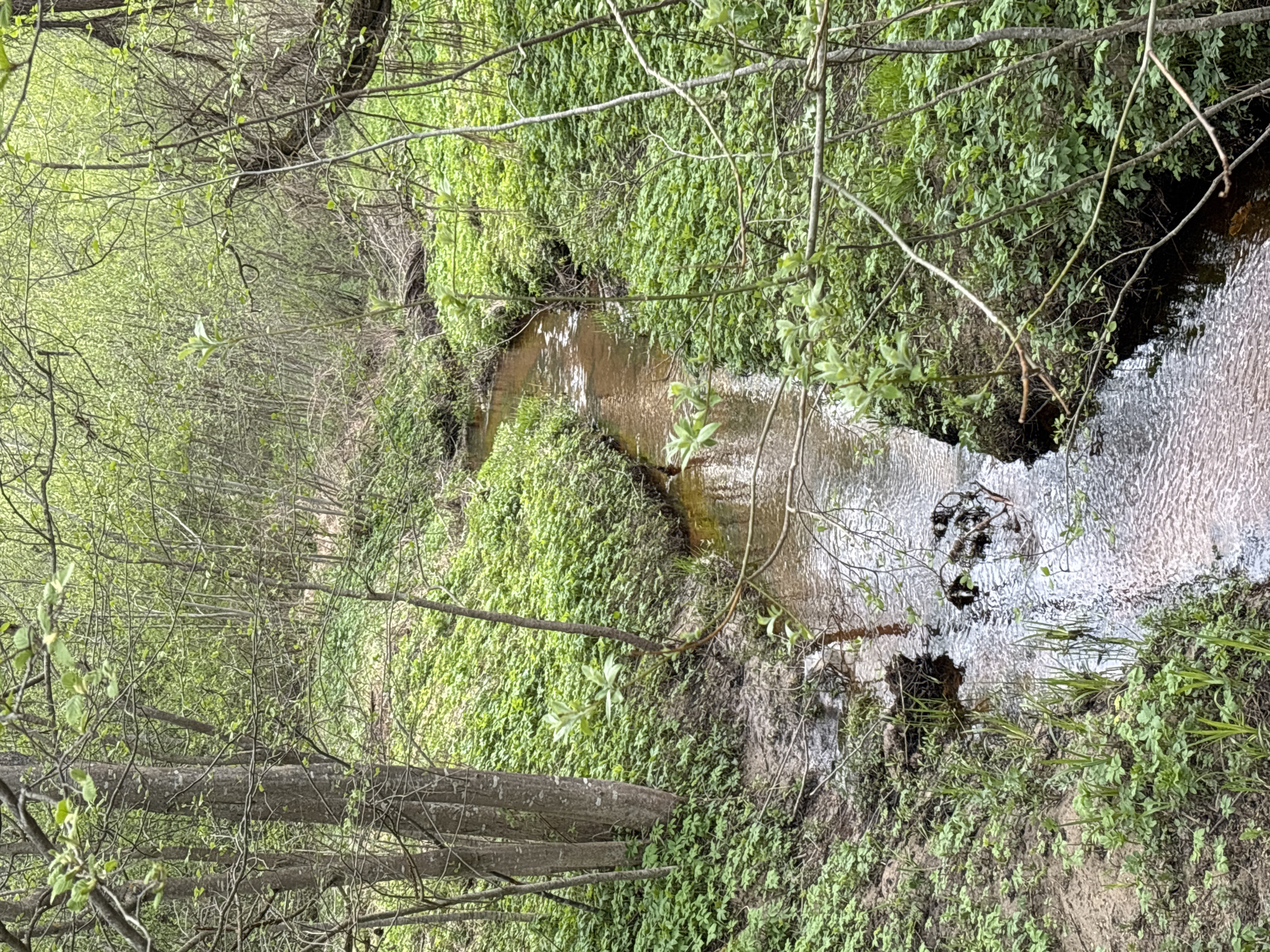 The image shows a narrow stream flowing through a densely vegetated area, likely in a natural or semi-natural environment. The water is murky and reflects the surrounding foliage, with ripples visible on the surface. The banks of the stream are covered in lush green vegetation, including various types of plants and possibly some small trees or shrubs. Overhanging branches and twigs are visible in the foreground, adding to the sense of enclosure and naturalness. Based on the location provided (Zaprudnya, Russia), the scene is likely a small river flowing through a woodland or park area.