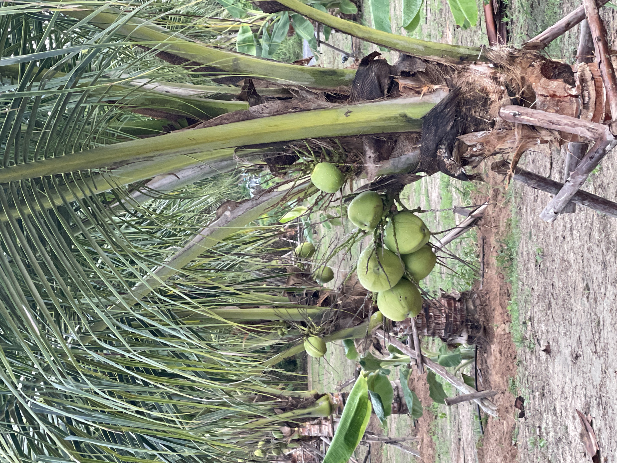 This image shows a row of coconut trees laden with green coconuts, likely in an agricultural setting. The scene is located in Baan Thurian, Thailand. The trees are young and the coconuts appear to be developing. The ground is bare and somewhat dry. There are banana plants interspersed between the coconut trees. Some wooden supports are propped up against the base of the trees. The leaves of the trees are visible.
