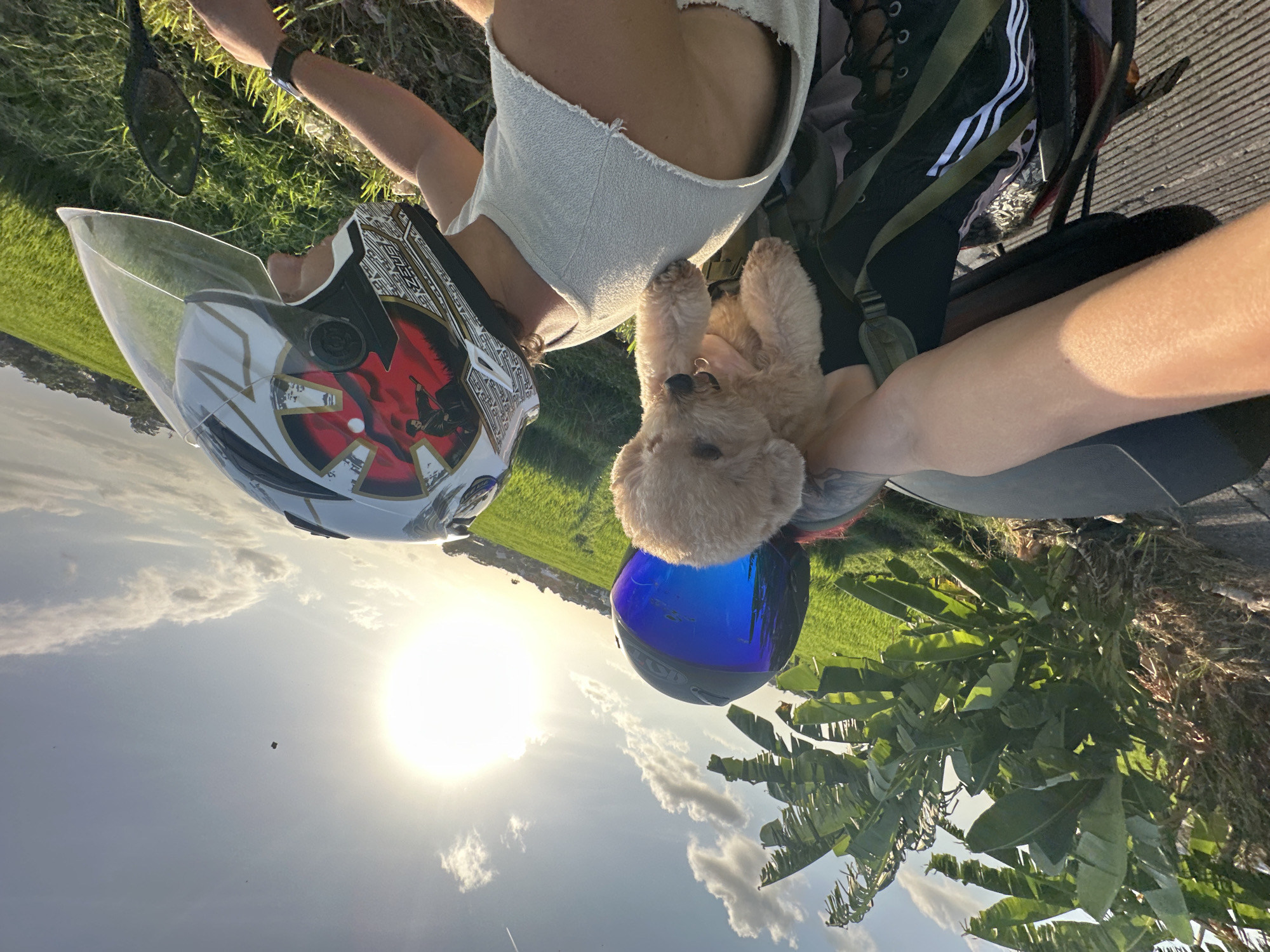 A golden-brown poodle puppy is held by a person wearing a blue-visored helmet and a black tank top, sitting behind another person wearing a white shirt and a white helmet with red and black graphics, on a motorcycle. The motorcycle is on a paved road next to a vibrant green rice paddy field. Banana trees are visible on the left side of the image. The sun is setting, casting a warm glow and creating a silhouette of a distant structure on a hill. The sky is blue with scattered clouds, and a contrail is visible in the distance. The location is identified as North Kuta, Indonesia.