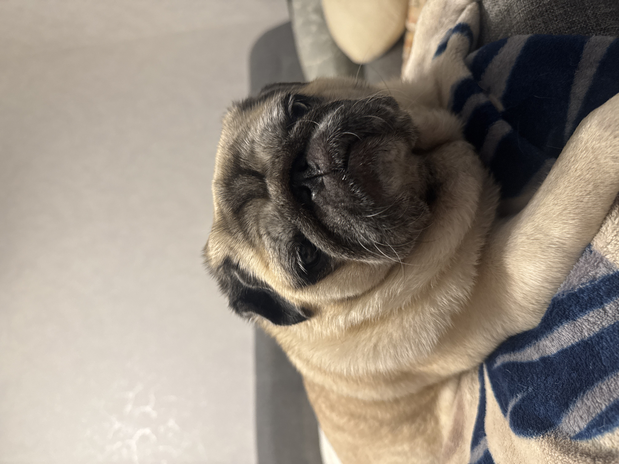 A pug dog lies on a blanket with blue and white stripes. The dog has a fawn-colored coat with black markings on its ears and face. Its eyes are dark and its nose is black and wrinkled. The dog is looking directly at the camera. The background is blurred and appears to be an indoor setting with a wall and a piece of furniture. There is no indication of the location in Bishkek City, Kyrgyzstan.