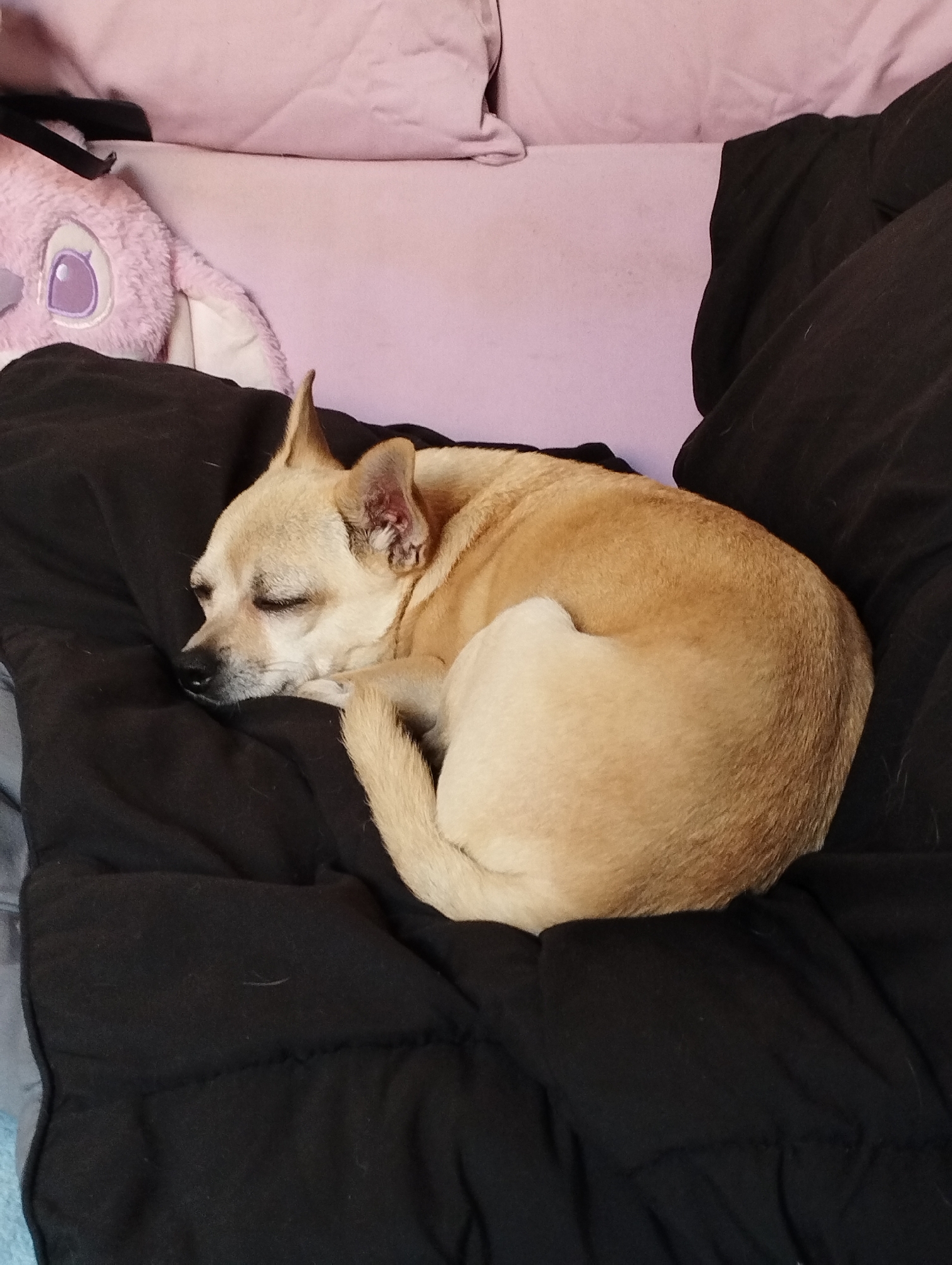 A tan-colored dog with its eyes closed is sleeping curled up on a black quilted surface. The dog is positioned in the lower center of the frame, with its head resting on its paws and its tail wrapped around its body. Behind the dog, a light pink pillow is visible, and to the left of the pillow, a plush purple toy with large eyes is partially visible. The overall environment appears to be indoors, possibly a bed or sofa, with soft furnishings.