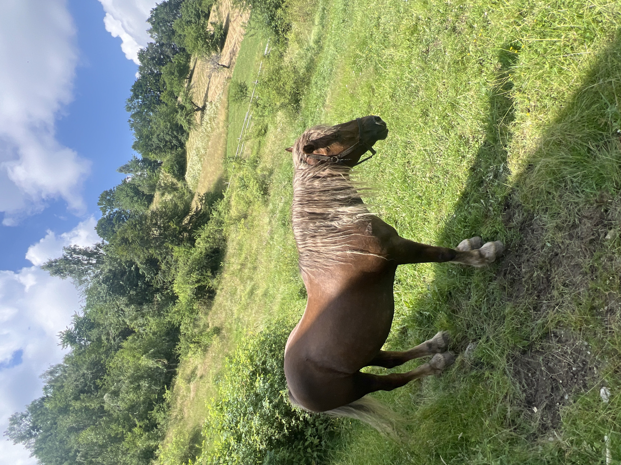 A brown horse stands in a grassy field, facing to the right. The horse has a long, light-colored mane and tail, and is wearing a dark halter. The field is sloped, with trees and bushes on the hillside behind the horse. The sky is blue with white clouds. The image appears to have been taken on a sunny day. The location is Unknown, Unknown.