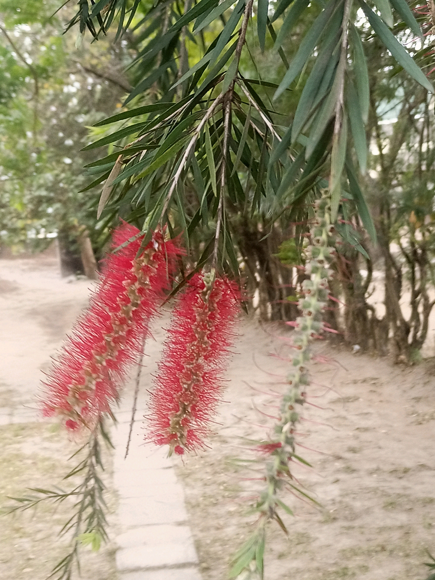 A close-up, vertical shot captures hanging bottlebrush flowers with vibrant red stamens extending from a central stalk. The foreground features the delicate, spiky blossoms of these flowers, with some still in their bud stage appearing green and elongated. In the background, a sandy path winds through a park-like setting with trees and foliage. The scene is bathed in natural light, suggesting an outdoor environment. The image, taken in Limbe, Malawi, showcases the beauty of native flora in a tranquil urban park.