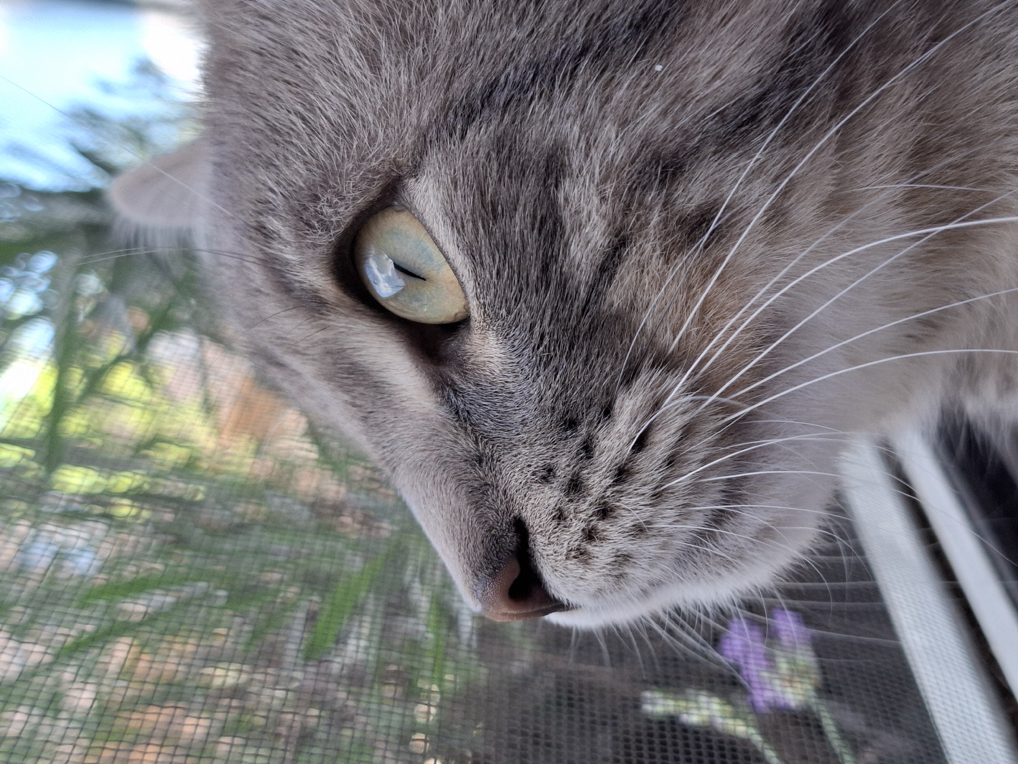 A close-up, side profile shot captures a grey tabby cat's face as it looks out through a window screen. The cat's left eye, a light green with a dark pupil, is in sharp focus, reflecting the sky and surrounding foliage. Its nose, a dark pink, is also visible, along with its white whiskers. The background is blurred, showing green plants and blue sky, indicating an outdoor environment. The presence of a window screen suggests the cat is indoors, observing the outside. There is no information about its location in Zemun Urban Municipality, Serbia.