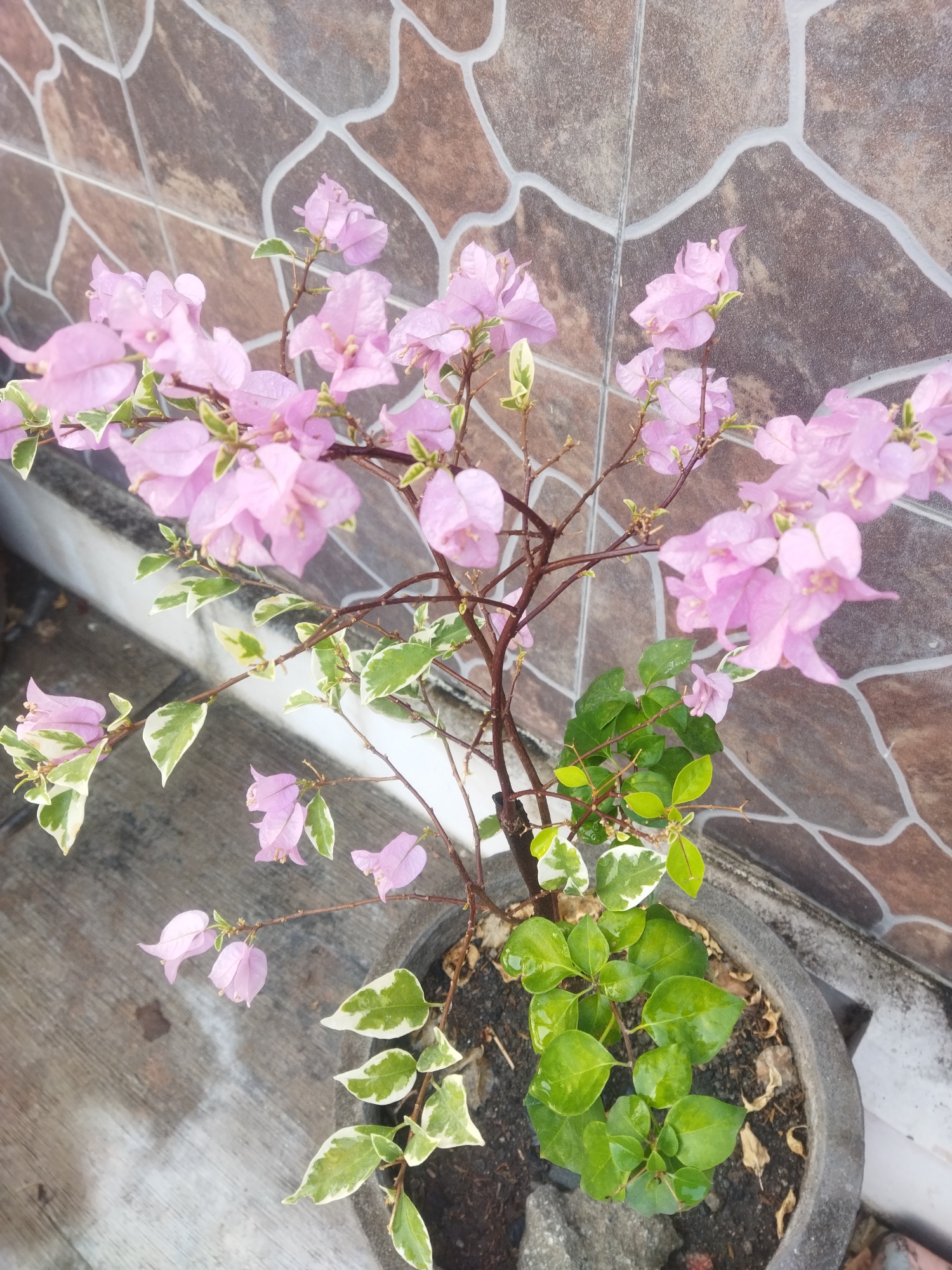 A potted bougainvillea plant with pink bracts and variegated leaves is situated outdoors against a tiled wall. The plant is in a gray concrete pot, and the ground around it appears to be concrete. The tiled wall features a mosaic pattern of brown and beige tiles with white grout lines. The lighting suggests it is daytime. The location is identified as Wonokarto, Indonesia.