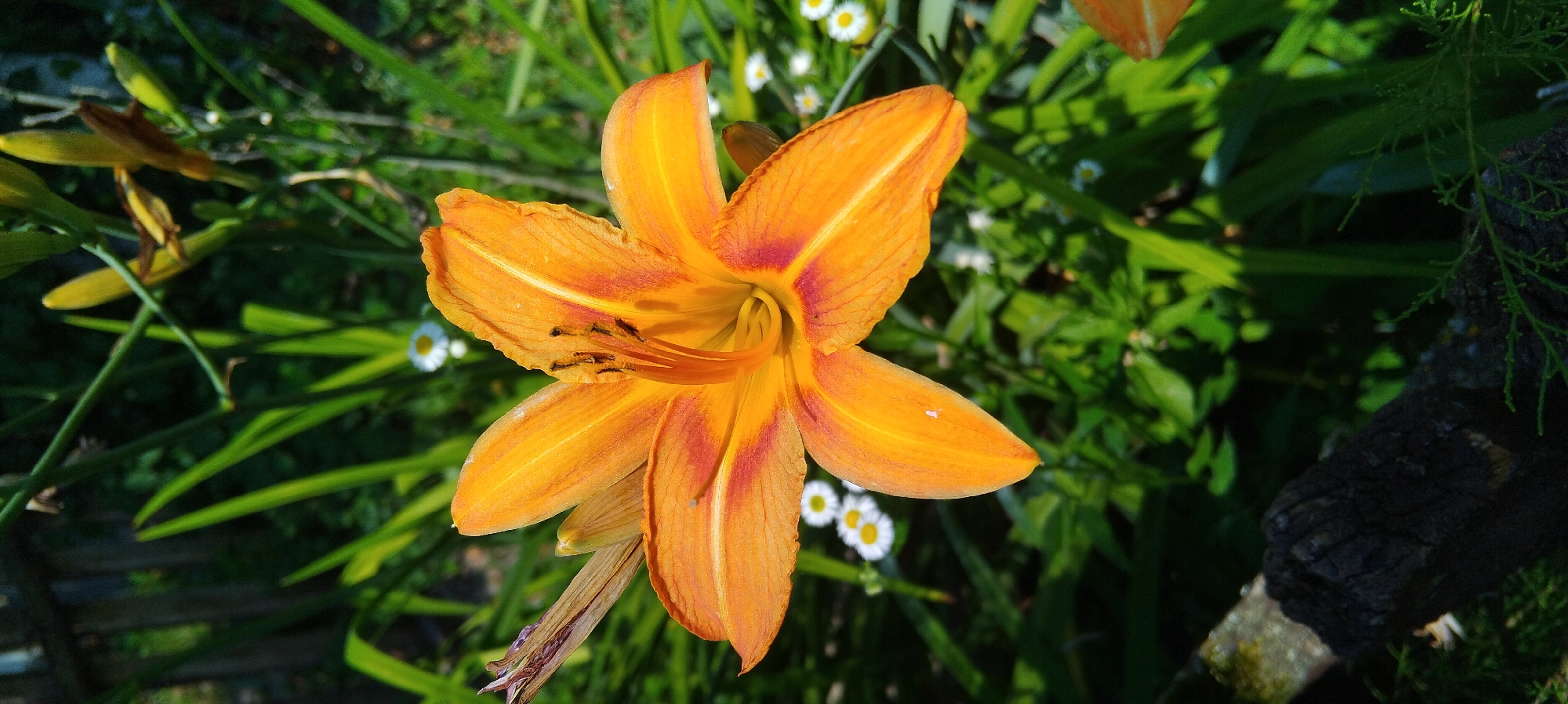 This is a close-up vertical photograph of an orange daylily flower in bloom, set against a blurred background of greenery. The flower is positioned centrally, with its vibrant petals unfurling. Dark stamens are visible within the flower's throat. In the background, out-of-focus small white flowers with yellow centers are scattered amongst the green leaves and stems. A dark, textured piece of wood, possibly a fallen branch, is in the lower left corner of the frame. The scene appears to be an outdoor garden environment. The location is specified as Nahirtsi, Ukraine.