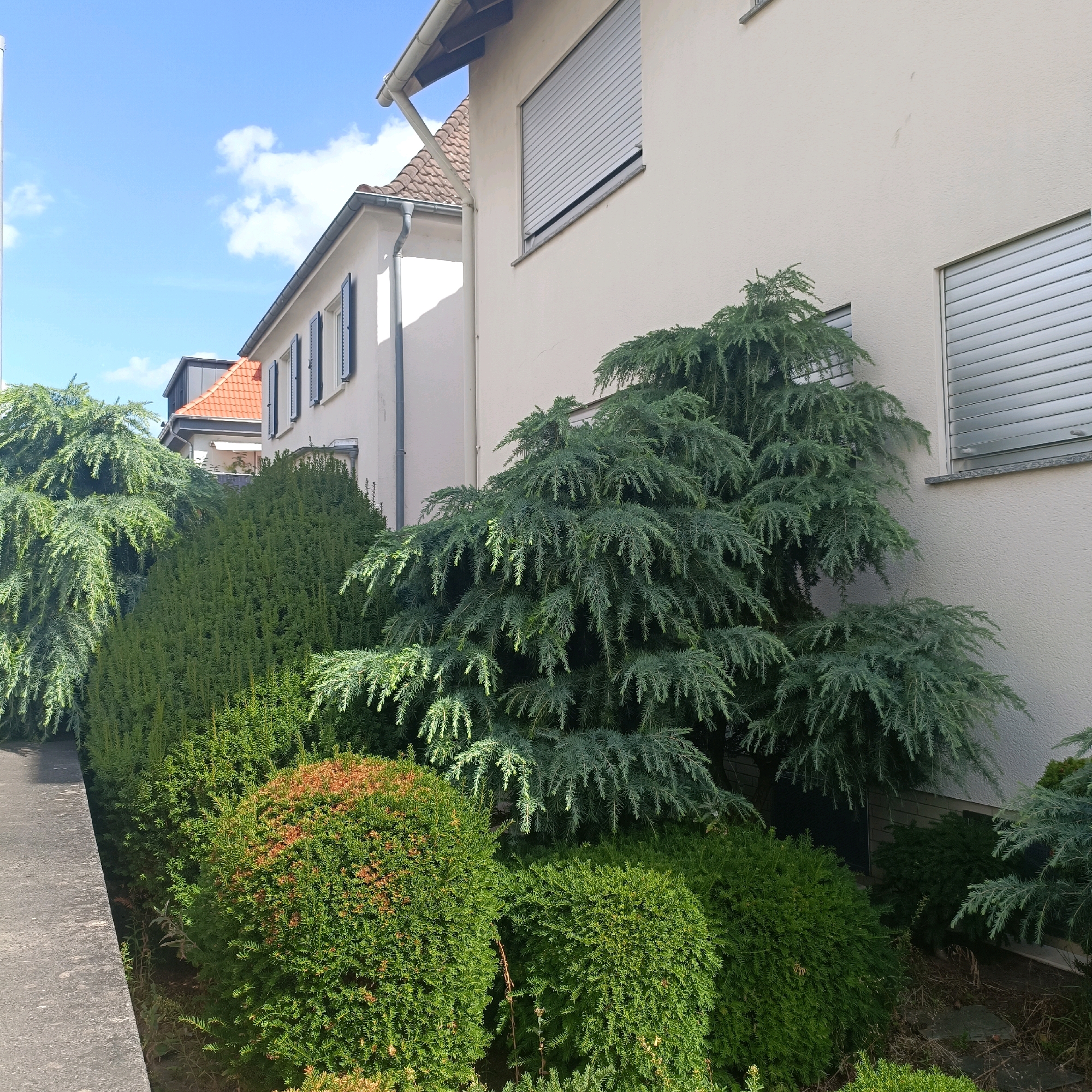The image shows a section of a residential building in Rüsselsheim am Main, Germany. The building has a light-colored stucco exterior and features several windows covered by roller shutters. Adjacent to the building is a variety of green shrubbery and trees, including a large, drooping evergreen tree with blue-green foliage prominently positioned in the foreground. Some of the smaller bushes appear to have reddish-brown tips. A concrete pathway runs along the left side of the image. The sky above is blue with scattered white clouds.