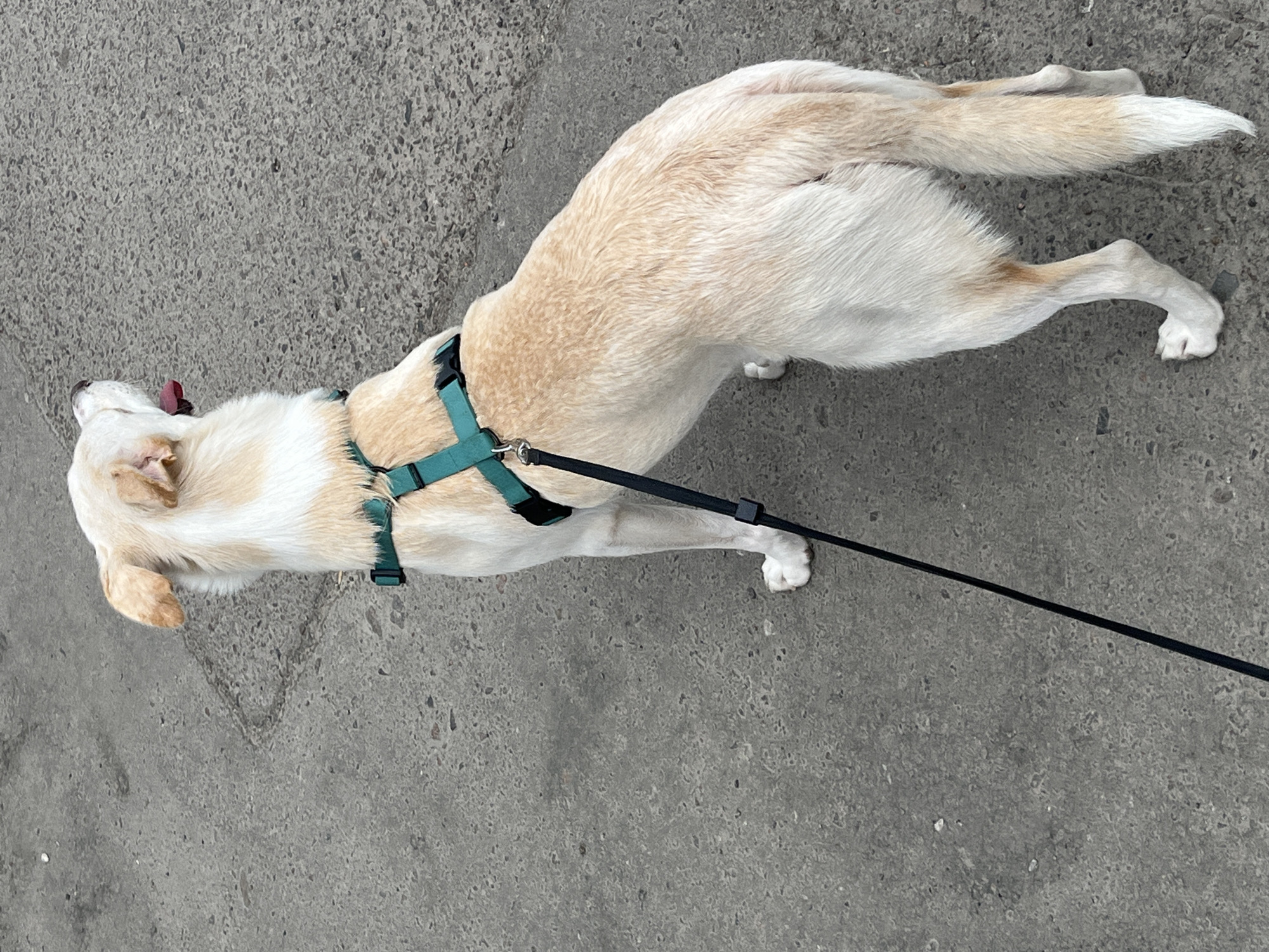 An outdoor, eye-level, full-shot photograph captures a light-colored dog from a rear-facing perspective, positioned on an asphalt surface. The dog is wearing a teal harness and is attached to a black leash, which extends downwards and out of the frame. The dog's tongue is slightly visible, and its head is turned towards the right. The background consists of textured asphalt, with no discernible landmarks or specific urban features to indicate a location in Lviv, Ukraine.