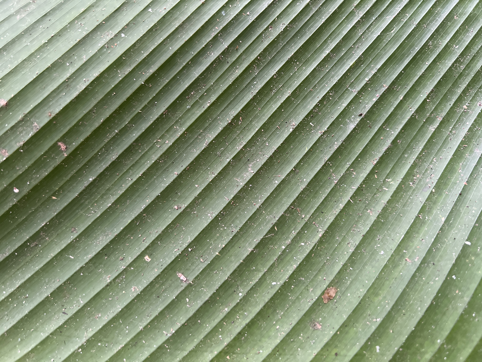 The image shows a close-up of a green, ribbed leaf, possibly a banana leaf. The ribs run diagonally across the frame. Small debris is scattered across the surface of the leaf. The image was taken in Kerobokan, Indonesia.