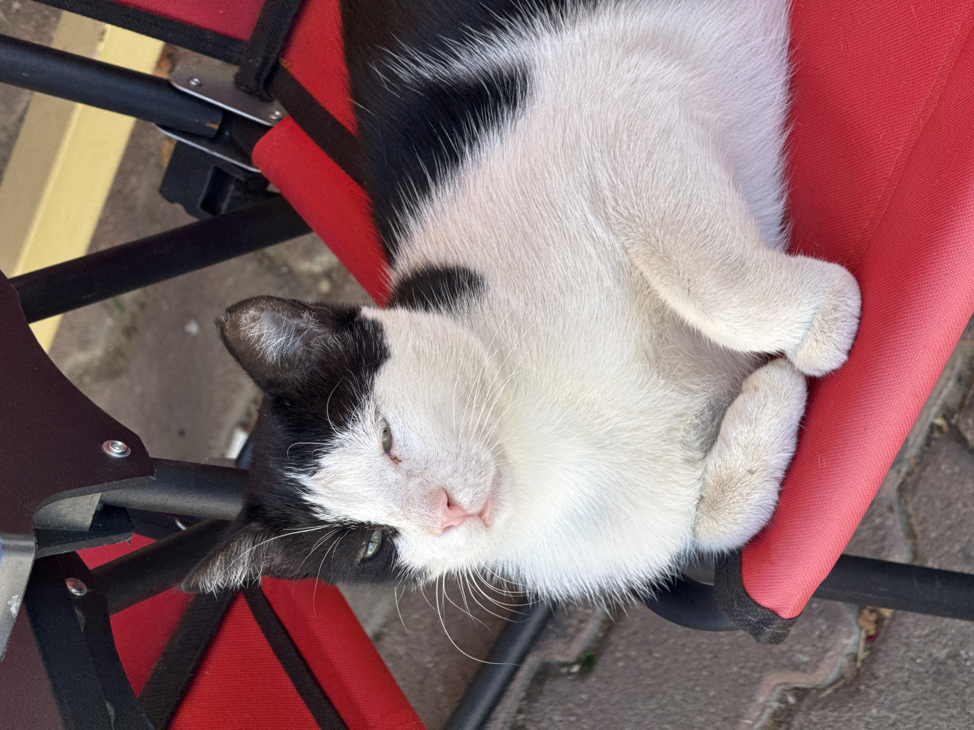 A black and white cat is lying on a red chair. The cat is facing the camera with its eyes partially closed. Its fur is short and sleek. The cat's body is curled up, and its paws are tucked underneath. The chair is made of red fabric and has black metal legs. The background is blurred, but it appears to be an outdoor setting with cobblestones on the ground. The image was taken in the city of Menderes, Turkey.