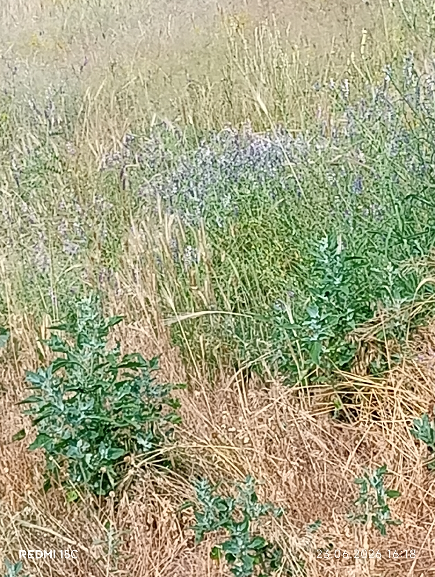 The image is a close-up, slightly blurry, outdoor shot of a field with dry, tall grass and scattered green plants. In the foreground, there is a bush-like green plant with many leaves. In the background, there is more dry grass and some patches of smaller green plants with tiny purple flowers. The lighting suggests it is daytime. The bottom left corner of the image displays the text "REDMI 15C", and the bottom right corner shows the date and time "23.06.2026 16:18". This scene is likely located in a rural or semi-rural area within the city of Mykolaivka, Ukraine. There are no people or animals visible in the image.