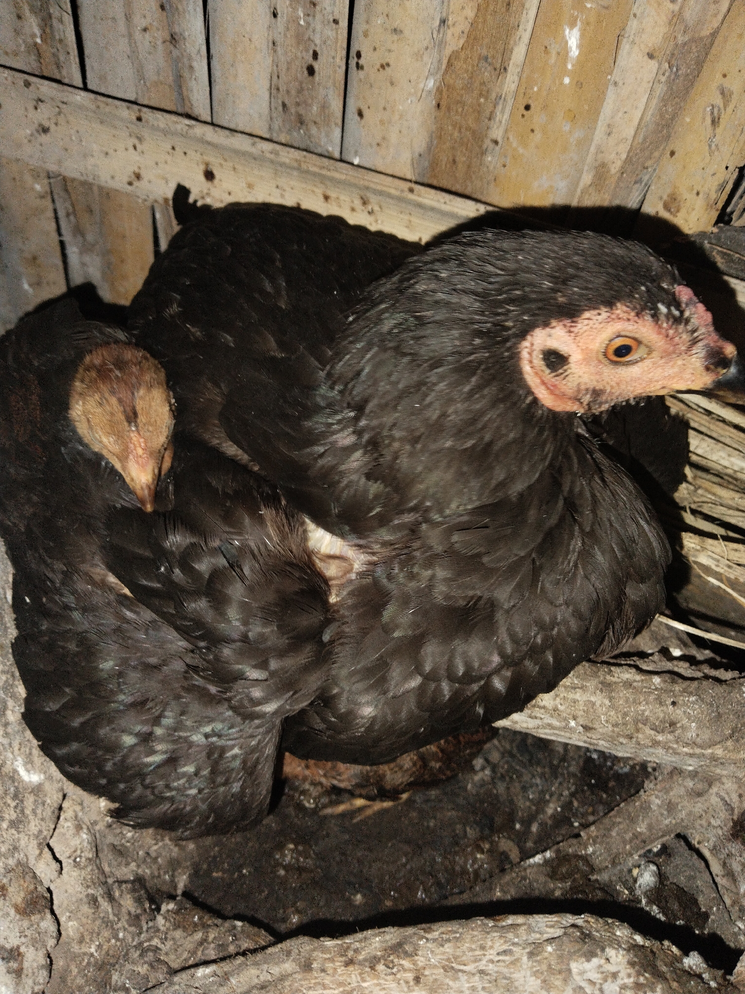 The image displays two dark-feathered chickens within a rustic, dimly lit enclosure. The primary subject is a hen, largely black with hints of iridescent green on its feathers, positioned prominently on the right. Its head is turned towards the right, revealing unfeathered, pinkish-orange skin around its bright yellow-orange eye. The hen appears alert and watchful, suggesting it is nesting or brooding.
Nestled closely against the larger hen's left side is a smaller chicken, possibly a chick or another hen. Its head, a lighter brown color, is visible and tucked downwards as if resting or sleeping.
The chickens are situated on what appears to be dark soil or nesting material within a makeshift coop or nesting box. The background is composed of vertical and horizontal rough-hewn wooden planks or bamboo slats, indicating a simple, functional structure. The lighting is low, with a prominent shadow cast by the main hen, suggesting an indoor setting or late hours. There is no visible text in the image.