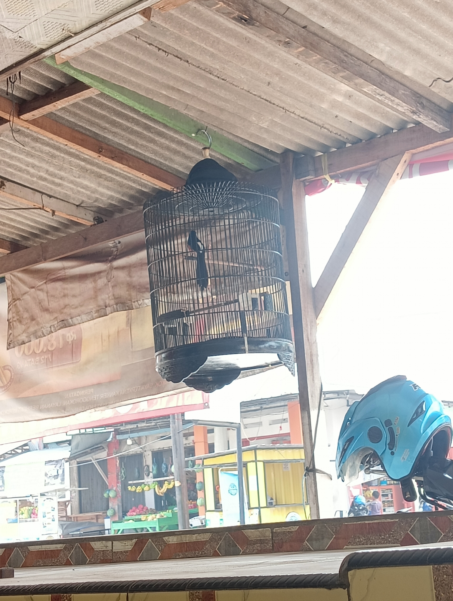 In Manggari, Indonesia, a bird is perched inside a round, black cage, which hangs from a wooden beam under a corrugated metal roof. The bird appears to be dark in color with white markings. In the background, a market stall is visible, displaying fruits such as watermelons and dragon fruit. A light blue motorcycle helmet is also present in the foreground, to the right of the birdcage. The overall scene suggests an outdoor marketplace environment.