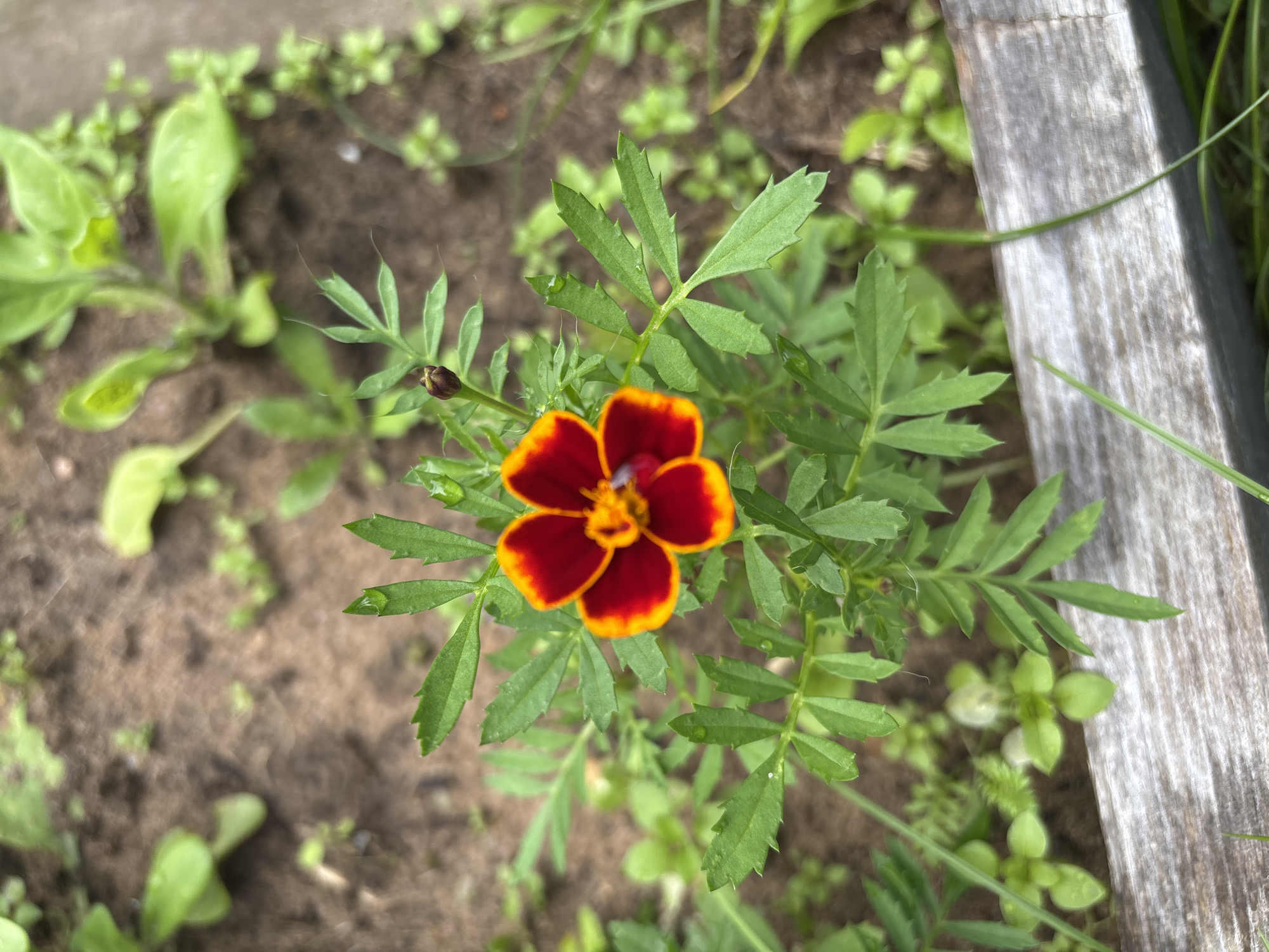 A single marigold flower with dark red petals edged in yellow blooms in the center of the frame, surrounded by serrated green leaves and a partially visible unopened bud. The flower and plant are set against a background of dark soil and smaller green plants, with a weathered wooden border running horizontally across the lower portion of the image. Droplets of water are visible on the leaves. The image depicts a garden scene, likely in Курган, Russia, given the context.