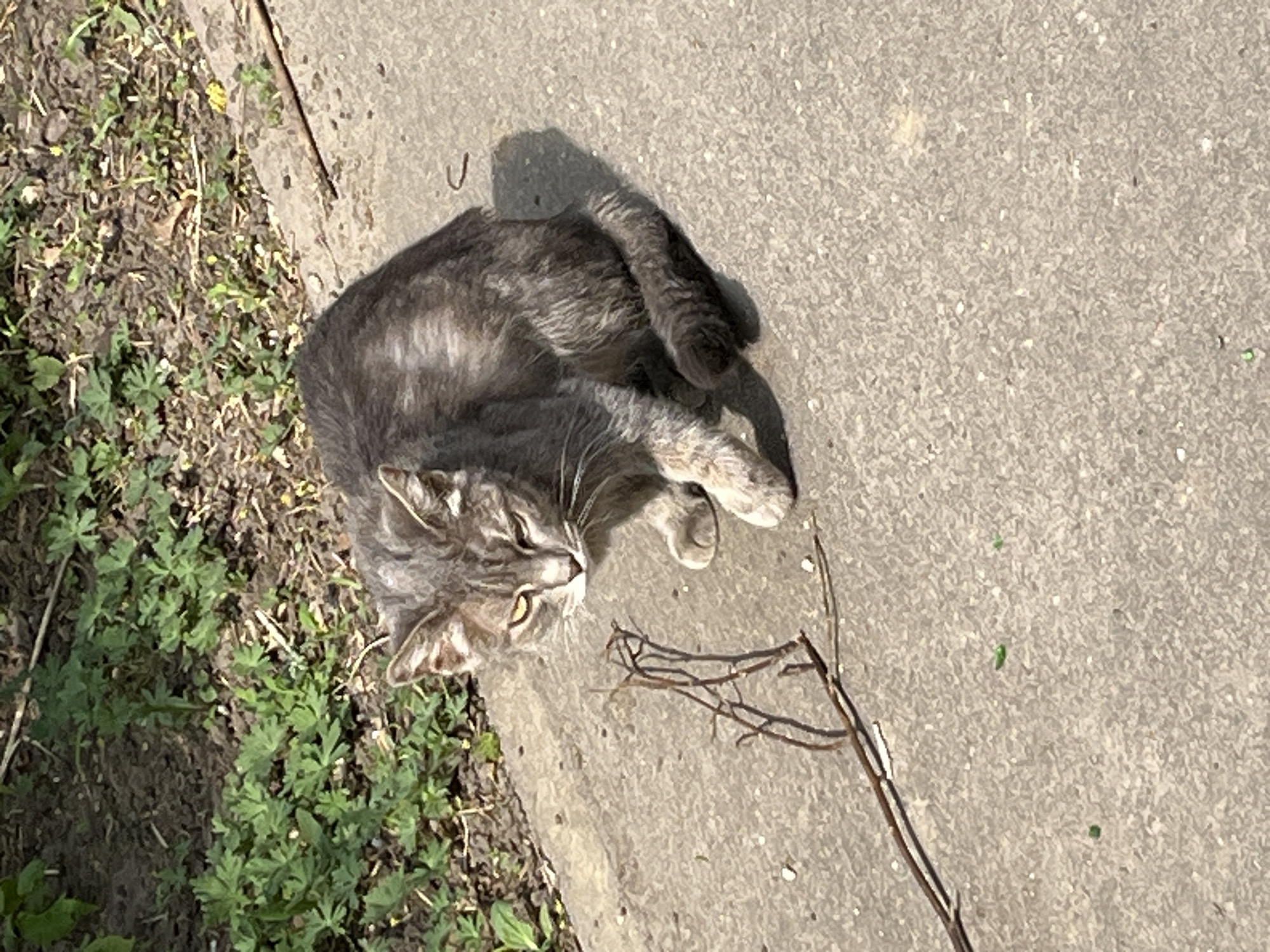 A gray tabby cat is lying on a concrete surface next to a patch of dirt and green plants. A small, brown, twig lies on the concrete surface near the cat. The location of the image is unknown; there is no information to identify its location as Noginsk, Russia.