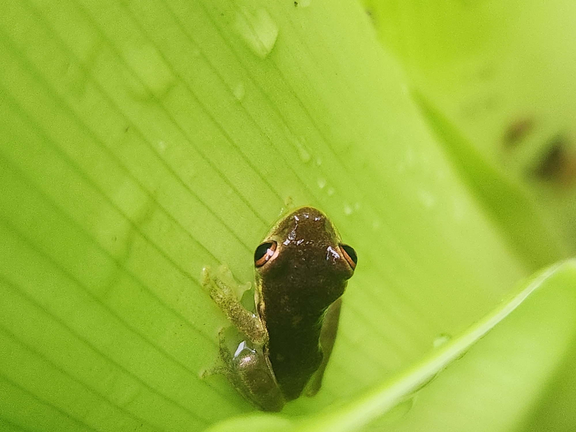 A small, brown frog with orange-ringed eyes rests on a bright green, ribbed leaf. The leaf appears to be wet, with several small water droplets visible. The frog is positioned with its head facing right and its body curled slightly. The background is a blurred green, suggesting the frog is in a natural outdoor environment, likely a garden or park in Altamonte Springs, Florida. There are no people or other discernible objects in the frame.