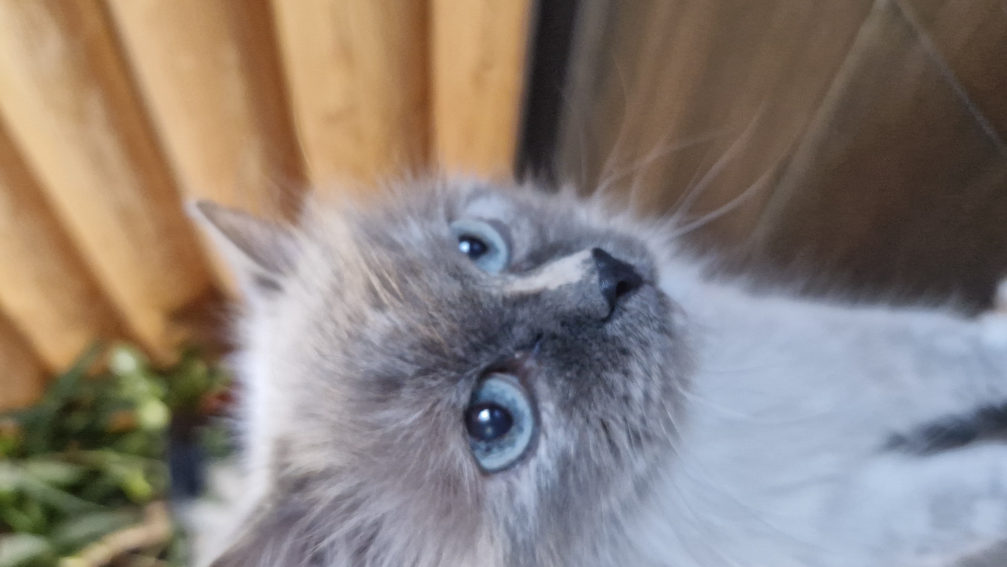 A close-up, slightly tilted portrait captures a fluffy cat with striking blue eyes, set in Otchor, Russia. The cat has soft, light-colored fur, possibly a mix of cream and grey with a darker face mask, and a prominent black nose. It is looking intently upwards and slightly to its right, conveying a sense of curiosity and alertness. The bright blue irises of its eyes are clearly visible, with small reflections indicating natural light. The background is softly blurred, featuring warm-toned vertical wooden planks or paneling, likely a wall or fence. A hint of green foliage is visible in the lower left corner, suggesting an outdoor or semi-outdoor setting such as a garden or porch. The image is illuminated by natural daylight. No text is visible.