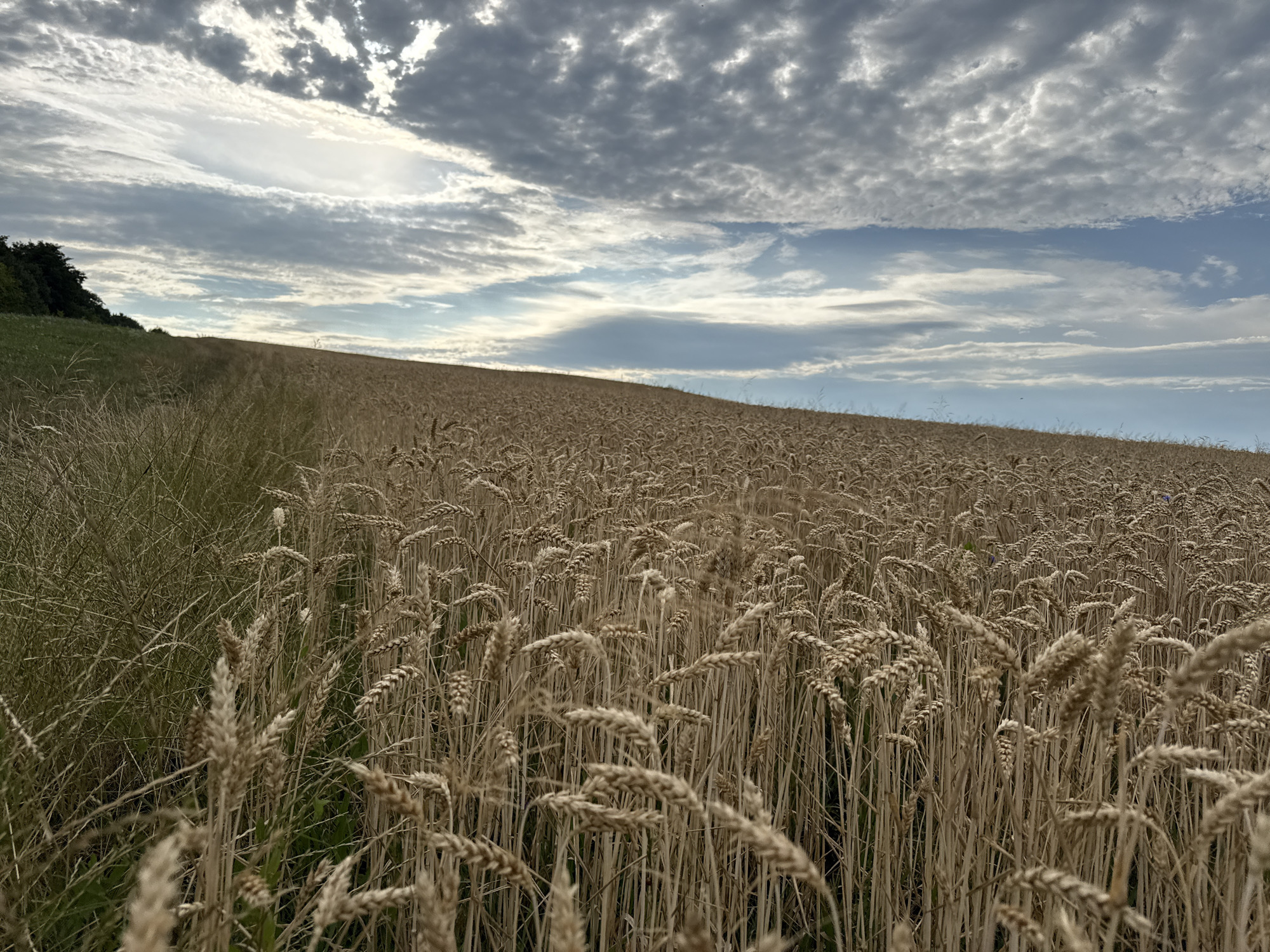A wide-angle, eye-level shot captures a vast field of ripe wheat stretching towards a horizon dominated by a dramatic sky. The wheat, a golden-brown color, fills the majority of the frame, with individual stalks reaching towards the viewer in the foreground. The stalks are dense and appear dry, suggesting the wheat is ready for harvest. To the left of the frame, the wheat field gives way to a grassy incline, and further up the incline, a line of dark green trees forms a border. Above, the sky is a dynamic mix of dark, textured clouds and patches of bright blue. The clouds are varied, with some appearing wispy and others more solid and ominous. The overall impression is one of a rural, agricultural landscape under a changing sky.