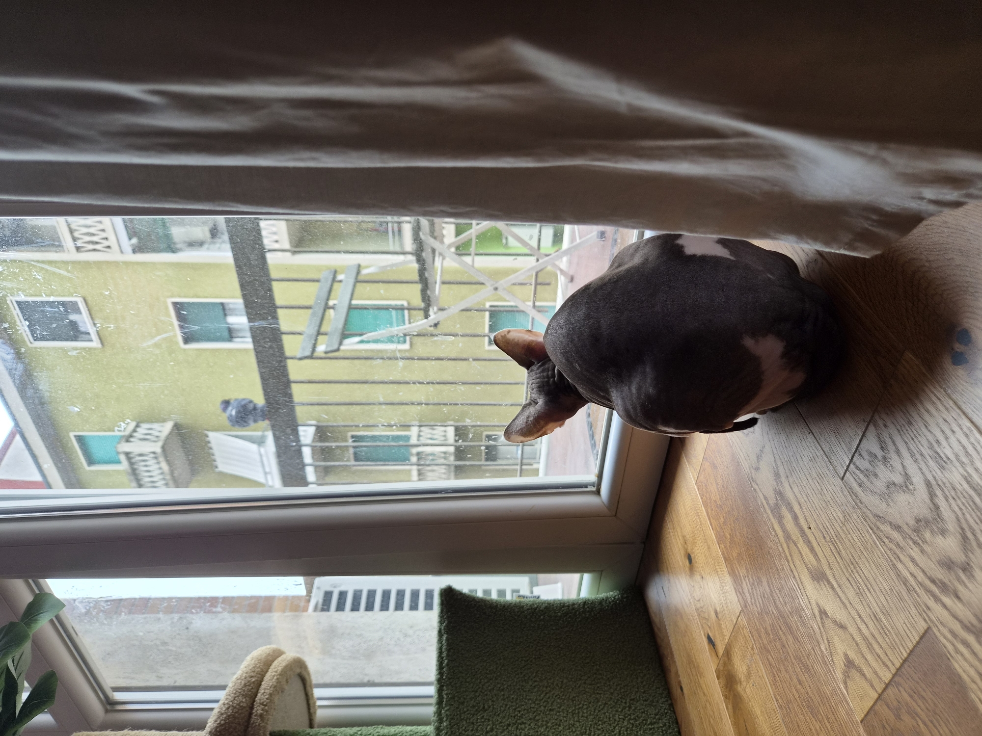 The image presents a high-angle, tilted view looking down through a window where a hairless (Sphinx) cat is the primary subject. The cat, with dark gray fur and white patches, sits with its back to the viewer, intently gazing out the window. Its pointed right ear is visible as it focuses on the scene outside.
Indoors, a light-colored curtain or blind hangs draped across the top of the frame. The floor is composed of warm, light brown wooden planks, featuring visible grain and dark knots. Partially visible beneath the window is a piece of cat furniture, a green carpeted step or bed, suggesting a comfortable spot for the cat.
Through the white-framed window, an urban or residential environment is visible, likely in Milan, Italy. A prominent building across the way is painted a distinctive yellow or lime-green hue. This building features several rectangular windows, some appearing to have light blue or green frames. White, possibly metal, criss-crossed structures, resembling balconies or support scaffolding, are attached to or near this building. A flat, green surface, possibly a roof covered in artificial turf or heavy moss, extends from the base of the yellow building. The window pane itself is streaked and dirty, adding a realistic texture to the view.
The scene is bathed in natural daylight, indicating it is daytime. The cat's posture suggests curiosity or active observation of something occurring outside. There is no visible text in the image.