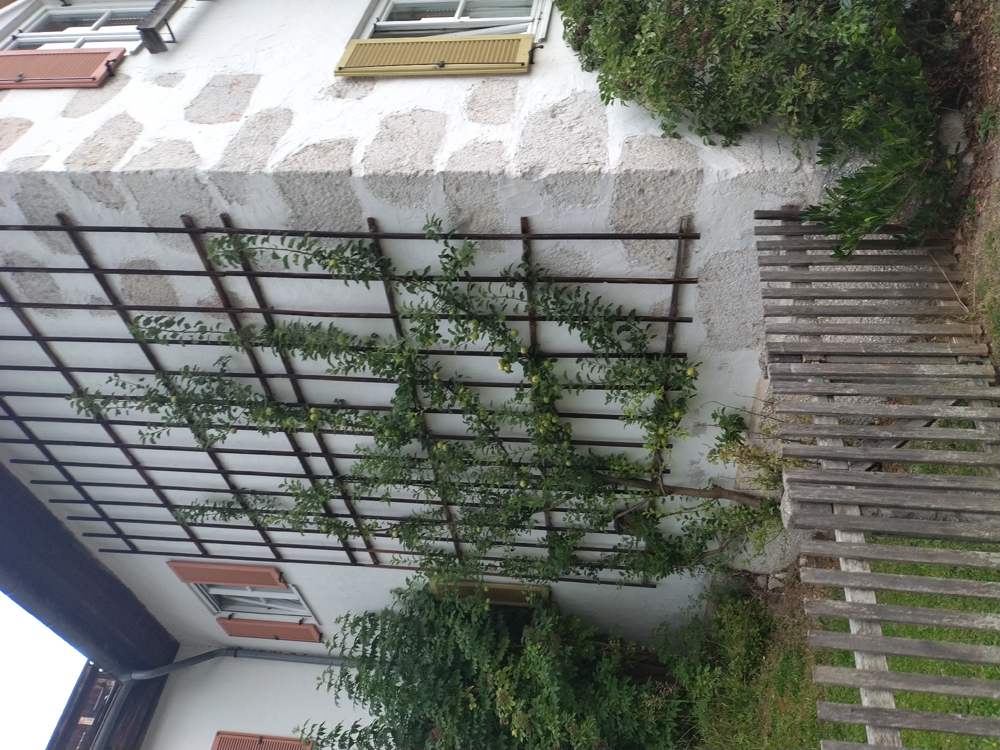 The image shows the corner of a white stucco building with stone accents, typical of architecture in Hallstatt, Austria. A trellis made of dark metal bars is affixed to the wall, supporting a young fruit tree with green leaves and small, round fruits. To the left of the trellis, a window with salmon-colored shutters is visible. Another window with yellow shutters is seen further to the right. The building is partially obscured by lush green foliage on the left and right sides. A weathered, grey wooden fence runs across the foreground, separating the building from a grassy area. The scene suggests a residential setting with a focus on traditional Austrian aesthetics.