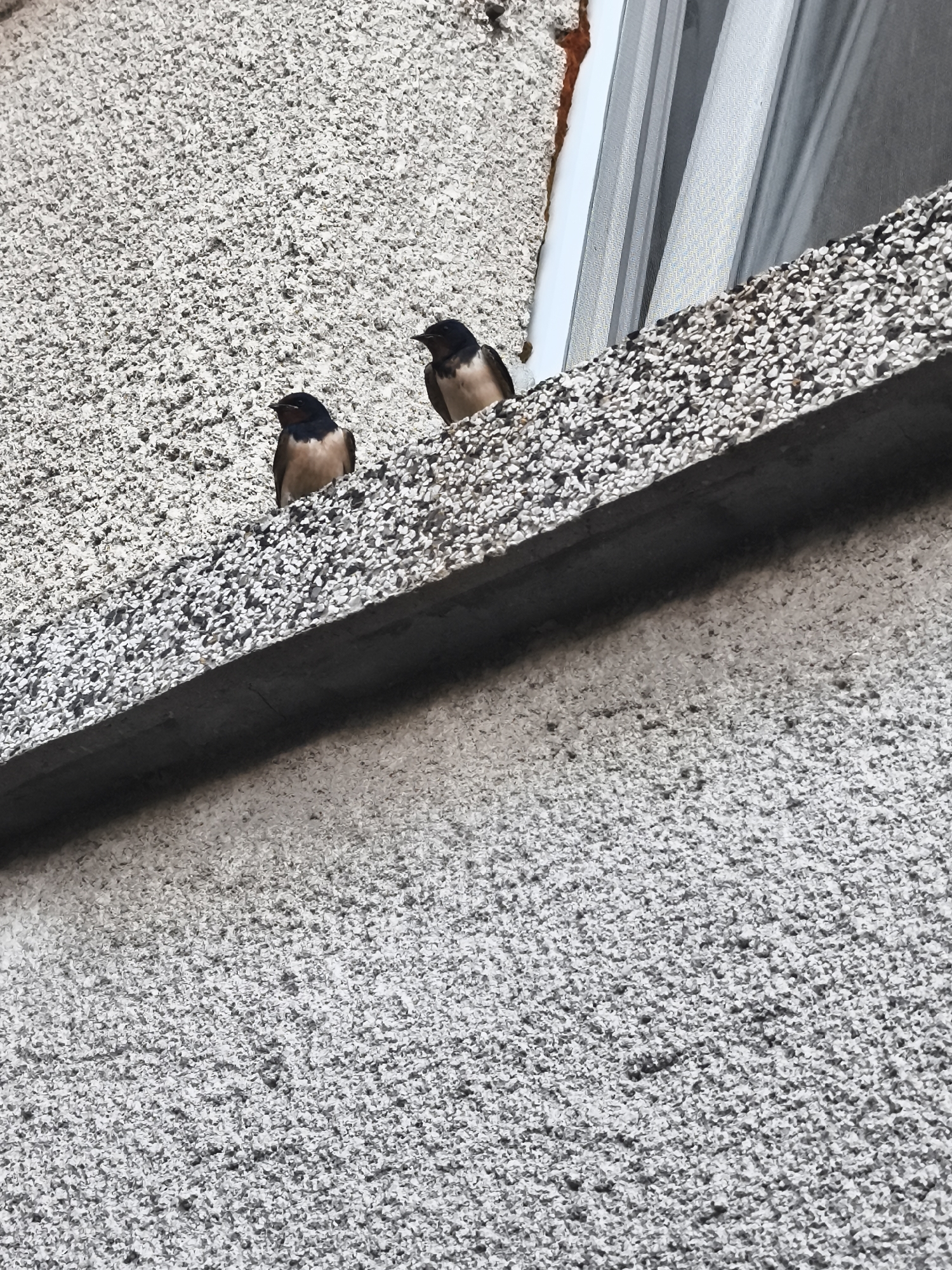 Two swallows are perched on a rough, pebbled concrete ledge. The ledge is part of a building's facade, which is also textured with pebbles. To the right of the ledge, a sheer curtain is visible through a window. The scene appears to be an outdoor setting.