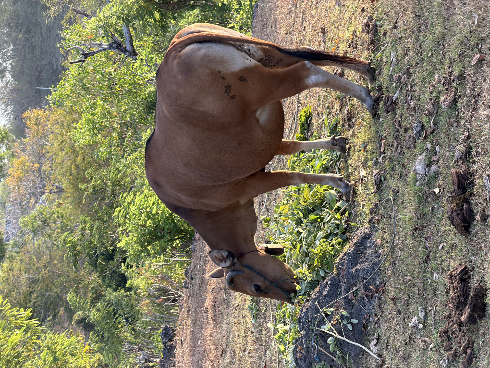 In Kuta Selatan, Indonesia, a brown cow with a black tail and dark spots on its hindquarters grazes on a pile of green vegetation. The cow wears a rope halter and a dark bell around its neck. It stands on a grassy hill with patches of dry earth and scattered leaves. The background features lush green trees and foliage under a bright sky.