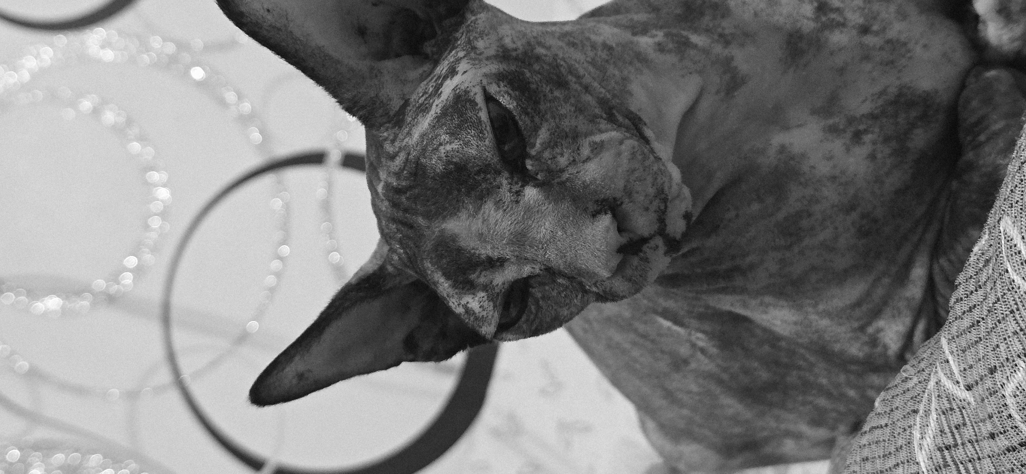 A close-up, black and white, portrait-style photograph captures a Sphinx cat's head and upper body. The cat, with its characteristic hairless skin and large ears, is positioned in the center of the frame, looking downwards with its eyes partially closed, conveying a relaxed or sleepy demeanor. The cat's fur exhibits a mottled pattern of dark and light gray. The background is softly blurred, with out-of-focus circular shapes and some shimmering bokeh lights, suggesting an indoor setting, possibly a home or studio. The lighting is subtle, highlighting the contours of the cat's face. The image is a still life, focusing solely on the feline subject. There are no discernible elements that would place this image specifically within the city of Baku, Azerbaijan.
