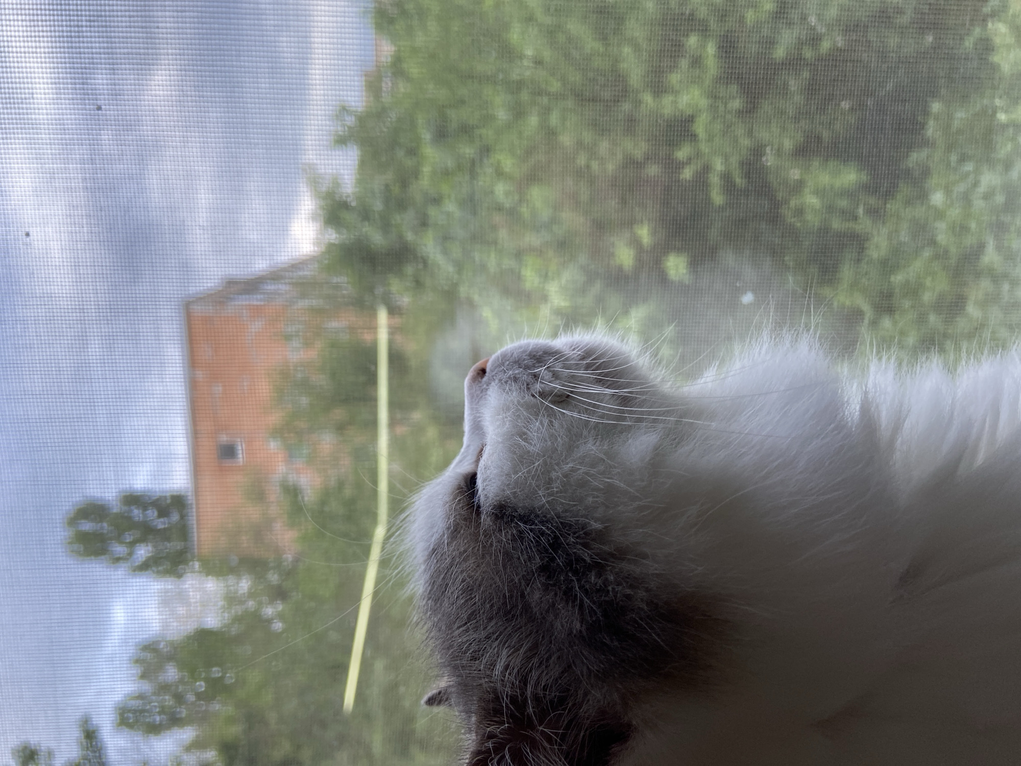 A close-up shot of a cat looking upwards, presumably through a window screen. The cat has a white and gray fur pattern, with long white whiskers. The background visible through the screen includes trees, a blue sky with clouds, and the blurred outline of a light brown or brick building.