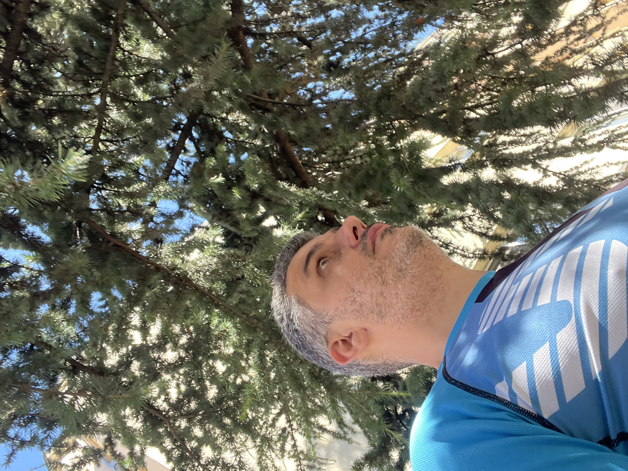 An upward angle, medium shot captures a man with graying hair and a beard in profile, looking upwards and to the right, from beneath a large evergreen tree. He is wearing a bright blue, long-sleeved athletic shirt with white geometric patterns across the chest and left shoulder. Sunlight filters through the tree's dense foliage, casting dappled shadows on the man and the background, which reveals a light-colored building. The man's facial features, including his nose, lips, and side of his face, are visible, as is his ear. The texture of the tree's needles and branches dominates the upper portion of the frame.