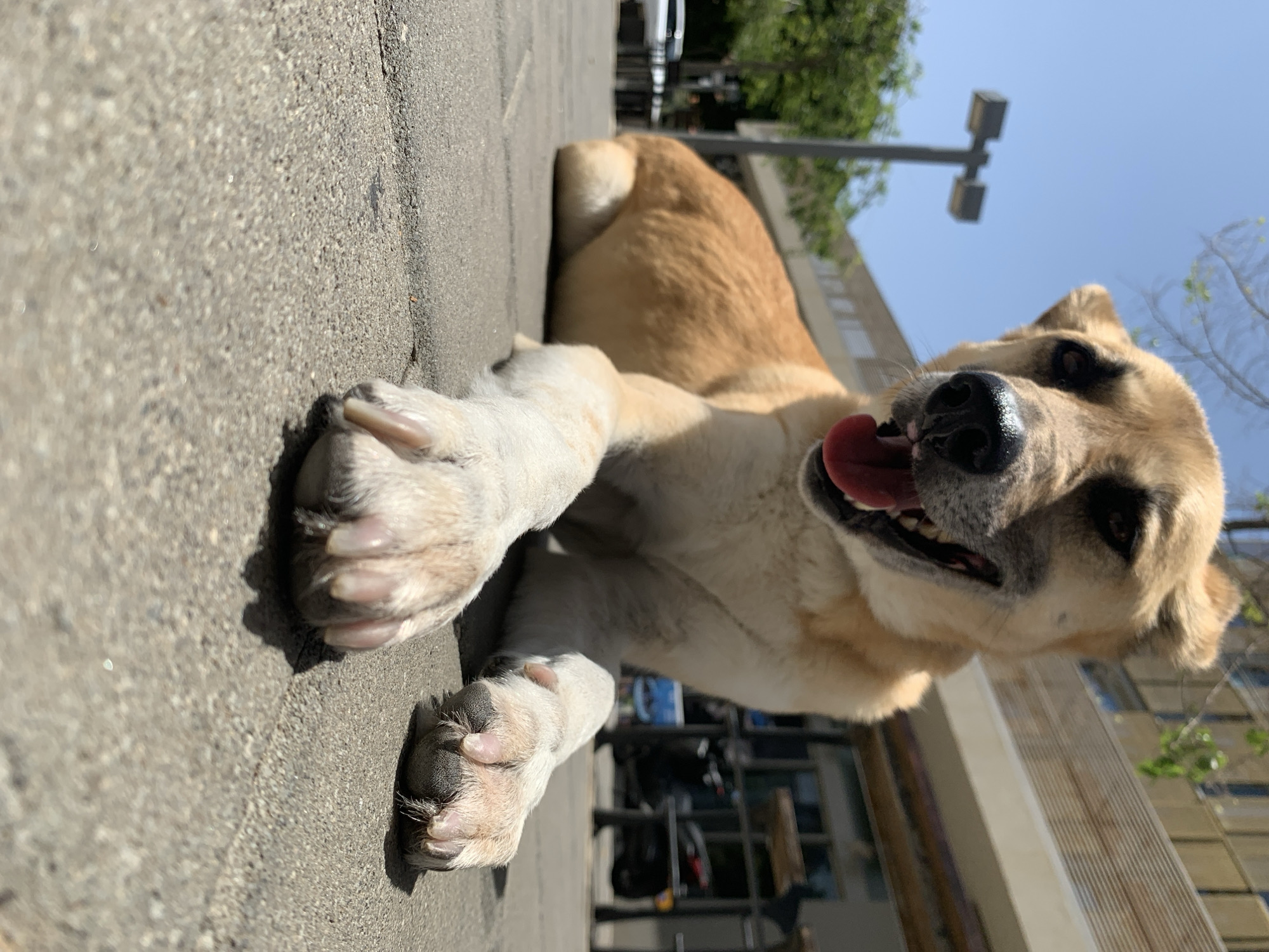 A medium-sized dog with light tan and beige fur is lying on a concrete sidewalk. The dog's paws are close to the camera, with visible claws. The dog's tongue is sticking out, and it appears to be panting. The background includes an urban setting with buildings, a light post, and some trees. In the background there appear to be objects that resemble parked bicycles. The photograph was taken in bright daylight. It is not possible to confirm if this image was taken in the city of Tel-Aviv, Israel.
