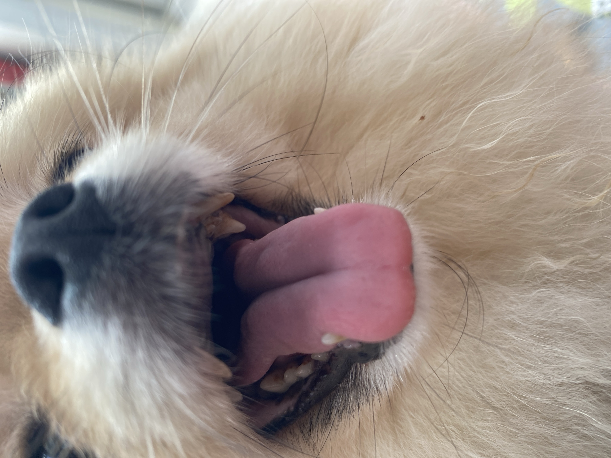 A close-up view captures the open mouth of a light-colored, fluffy dog, revealing its pink tongue, teeth, and nose. The dog's fur is visible around its mouth and nose. The setting and precise location are not discernible from the image.