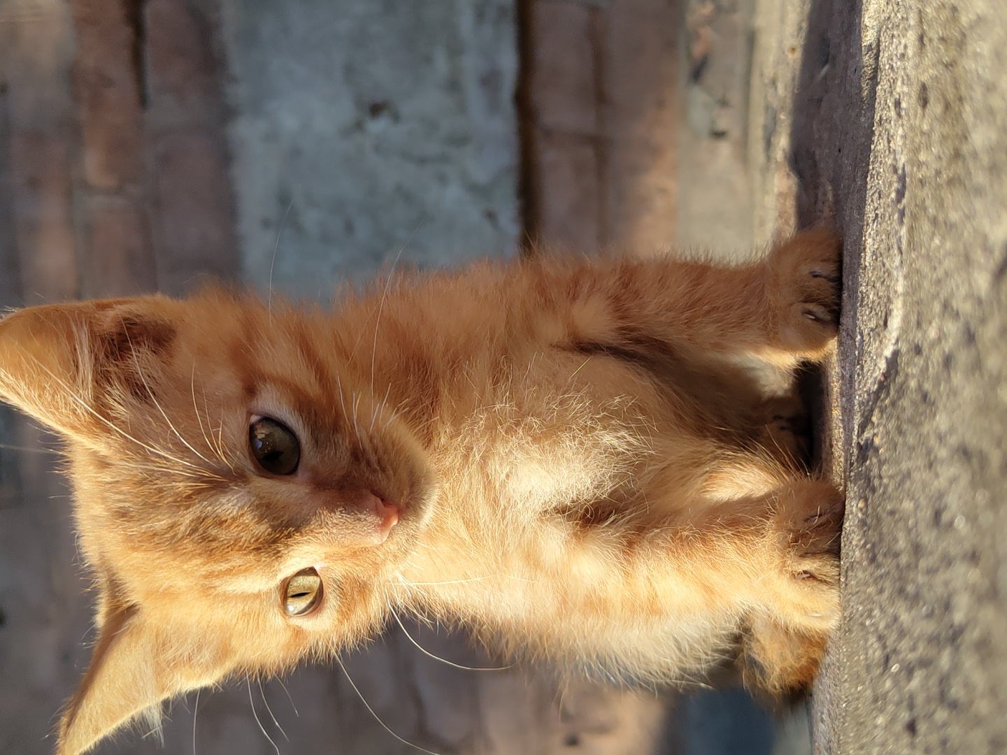 An orange tabby kitten sits on a concrete surface in front of a brick wall. The kitten is facing the viewer, with its head tilted slightly to the left. Its fur is a light orange color with darker stripes. The kitten has large, pointed ears and bright green eyes. The brick wall behind the kitten is made of reddish-brown bricks and has a textured surface. The lighting suggests it is late afternoon, with warm sunlight casting shadows. The scene is outdoors, likely in an urban environment given the brick wall and concrete.