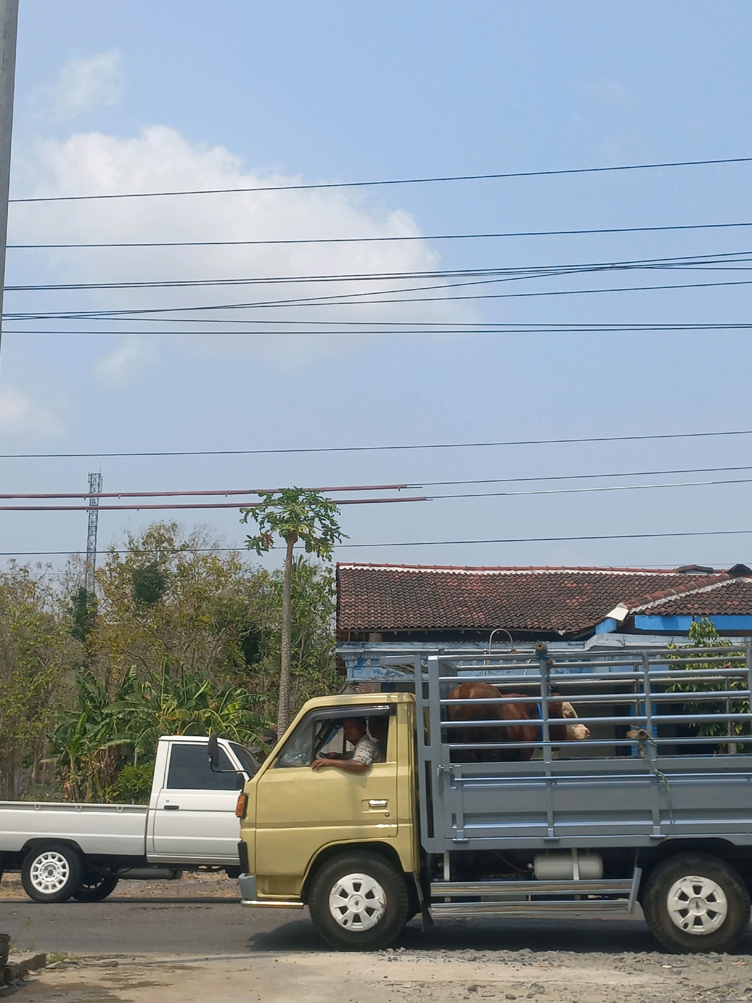 A tan pickup truck with a metal cage is driving on a road in Baturetno, Indonesia, carrying a brown and white cow. A man is driving the truck. Next to the tan truck is a white pickup truck. The sky is blue with some white clouds. There are power lines overhead and trees and houses in the background.
