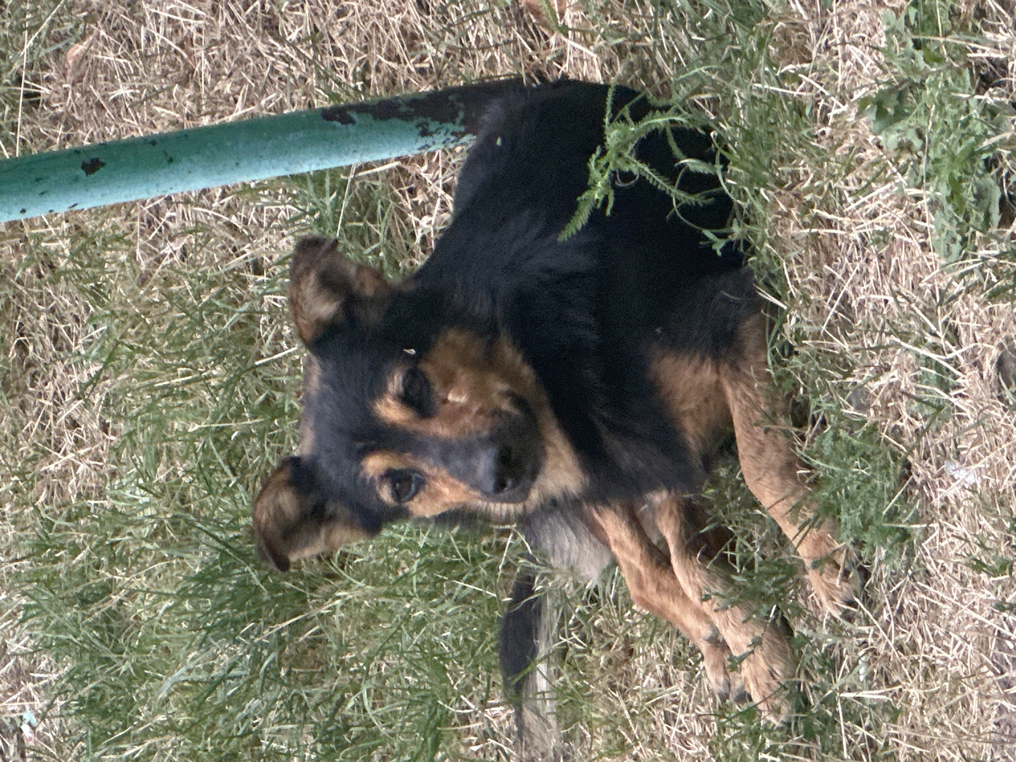 A medium-sized dog with black and tan fur is lying down in dry grass next to a teal-colored metal pole. The dog is looking towards the camera with its head slightly tilted. The background consists of more dry grass and some sparse green vegetation. The scene appears to be outdoors, possibly in a park or yard. There are no people or other animals visible in the image. The lighting suggests it is daytime.