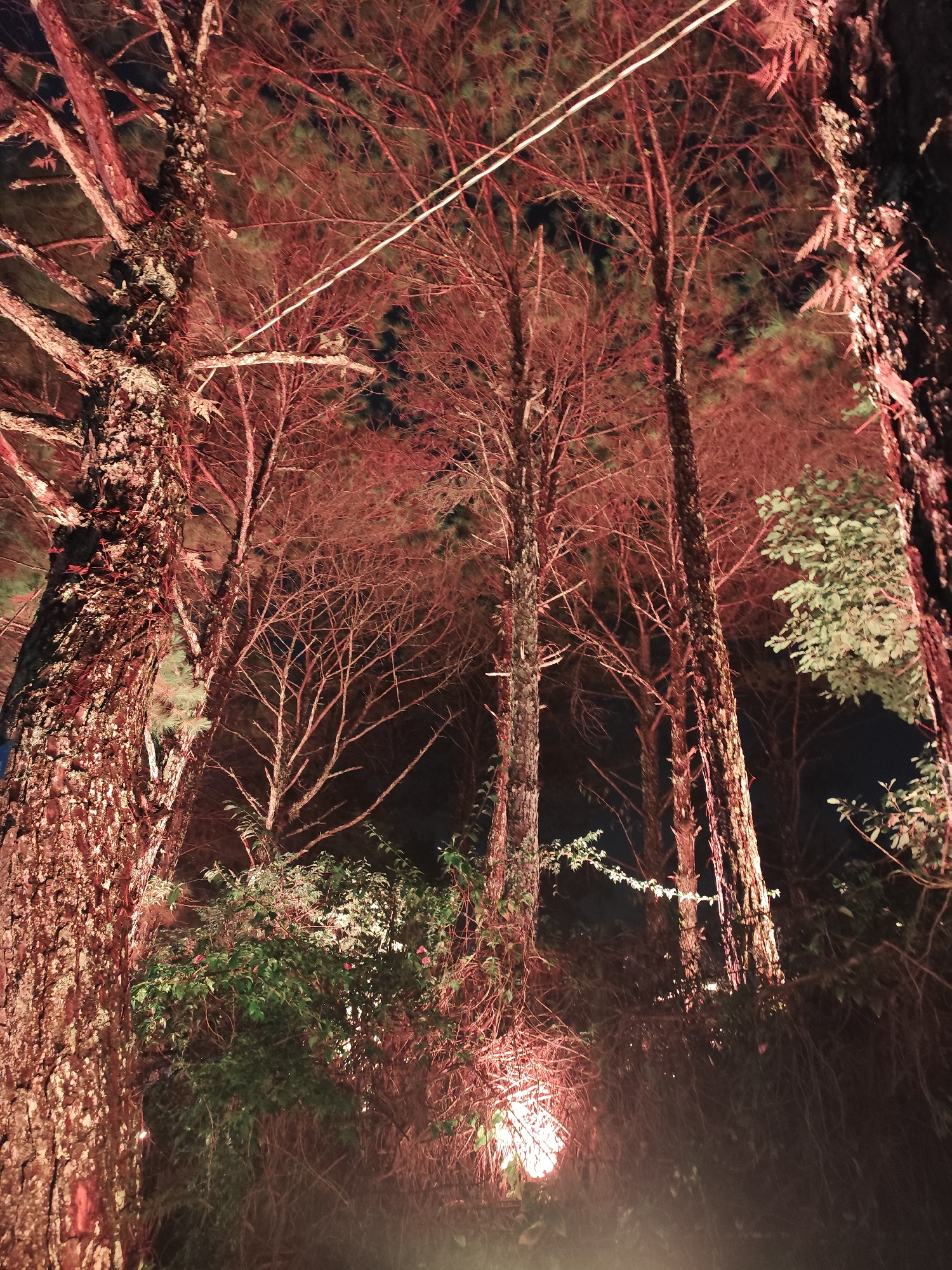 This media file captures an upward perspective of a cluster of tall, slender trees at night, likely in a forest or a landscaped park. The scene is dramatically illuminated by a warm, reddish-orange light source, visible on the lower left, which casts a vibrant glow upwards onto the tree trunks and branches.
The primary subjects are the trees, exhibiting thick, textured bark that appears bright red and orange due to the artificial lighting. Their branches reach high into the dark night sky, many appearing bare or sparsely covered with needle-like foliage, creating intricate silhouettes. Some patches of greener foliage are visible, particularly on the middle right and at the very bottom where shrubs and bushes are present, also bathed in the red light.
Two thin, white wires or cables stretch diagonally across the upper central part of the frame, passing between the tree canopy. The overall activity is passive, focusing on the visual spectacle of the illuminated night landscape.
Notable details include the time of day, which is clearly night, with the sky appearing dark and starless. The artificial reddish illumination creates a striking and somewhat ethereal or mystical atmosphere. There are no people visible, nor any discernible text. Given the location context, these are likely pine trees, common in the cooler climate of Da Lat, Vietnam, suggesting a designed night display or outdoor lighting arrangement.