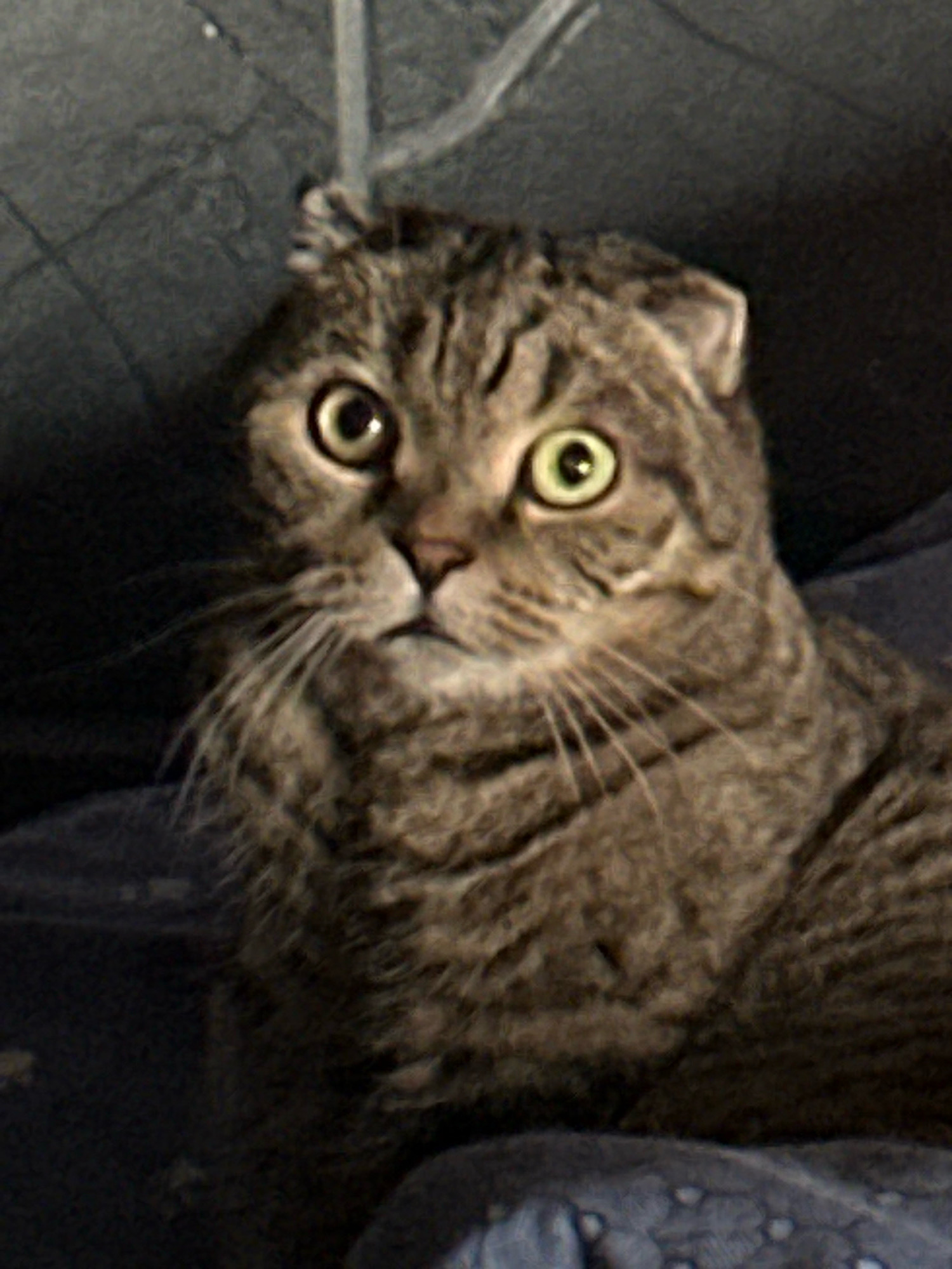 A medium shot of a Scottish Fold cat with striped gray fur is captured against a dark, textured background. The cat's ears are folded forward, and its eyes are wide open, with one appearing slightly larger than the other. The cat's gaze is directed slightly off-camera to the left. The lighting creates a stark contrast, with the cat's face well-lit and the surroundings fading into shadow. The image appears to be a close-up of the cat's face and upper body, with no other subjects or objects clearly visible. The setting is indoors, with a dark, possibly fabric, surface behind the cat and a patterned blue surface beneath it, suggesting it is resting on furniture or bedding. There is no indication of the city of Virki, Russia, or any specific urban environment.