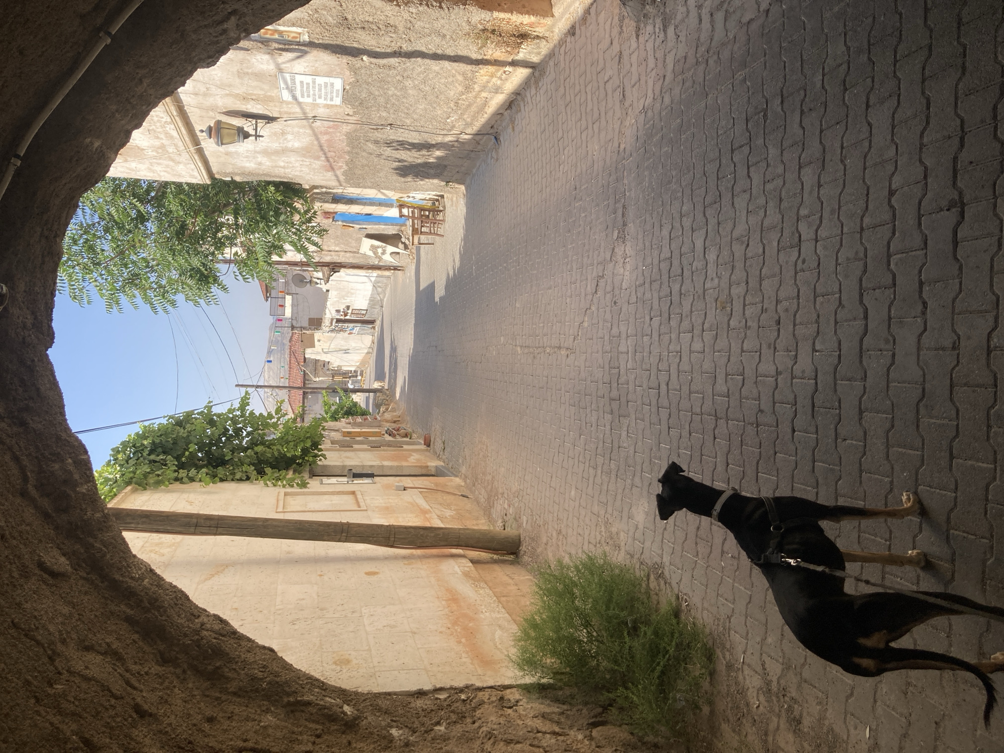 The image depicts a narrow, cobblestone street in Avanos İlçe Merkezi, Turkey, viewed from within a stone archway. In the foreground, a black and tan dog with a collar and harness stands on the left side of the street, facing away from the camera and looking down the road. The street is flanked by buildings constructed of light-colored stone, some with weathered facades and exposed beams. Green foliage cascades down one of the walls. In the distance, the street curves, with more buildings visible and a clear blue sky overhead. A street lamp is mounted on the right-hand wall. The archway frames the view, with rough, textured stone forming its interior.