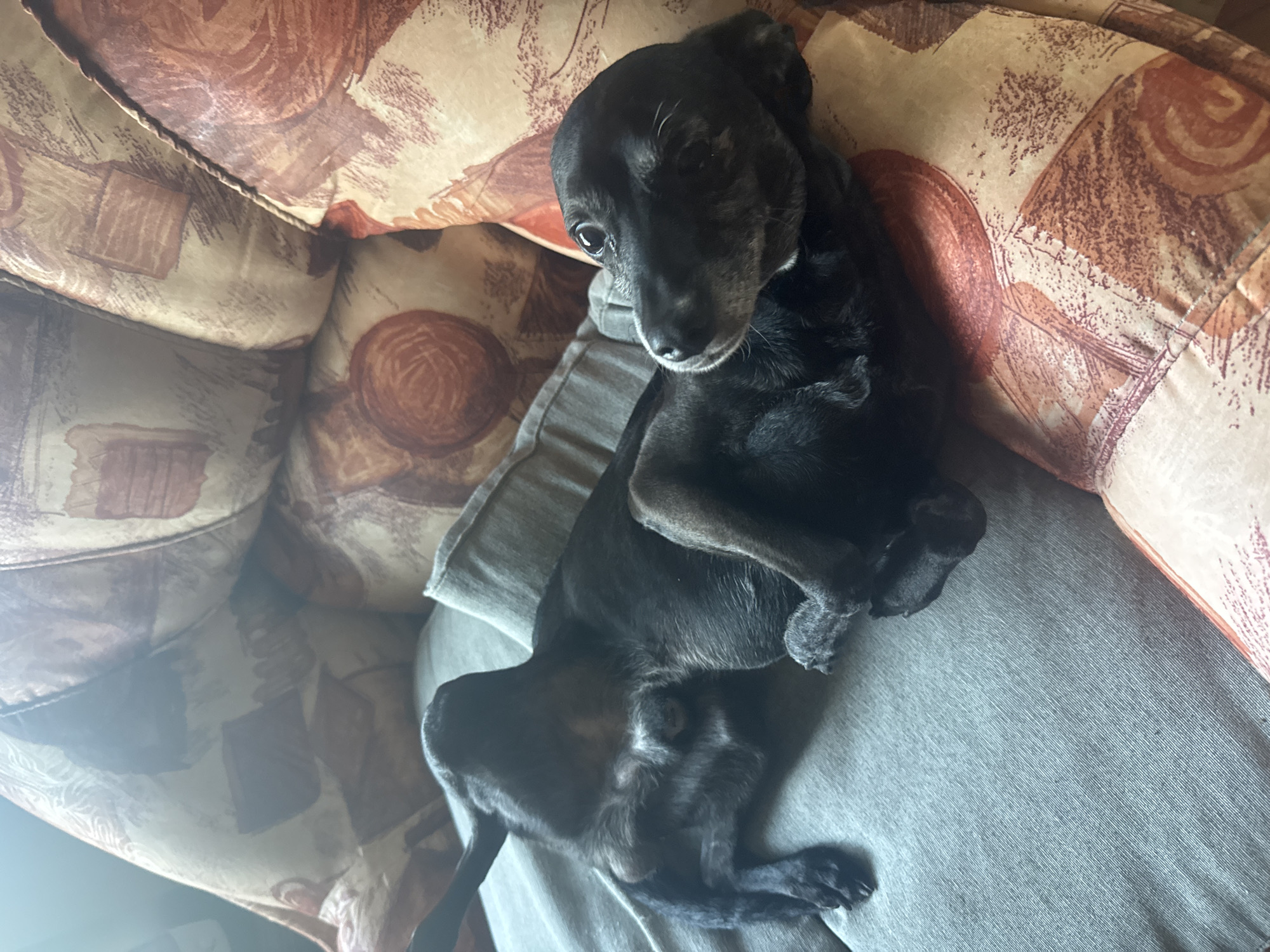 A black dog is lying on a gray surface, possibly a cushion or a person's lap. The dog is positioned centrally, taking up a significant portion of the frame. The background consists of a patterned sofa or armchair in brown and beige tones. The location, Dobrevtsi, Bulgaria, is not discernible from the image. No people or interactions are visible.